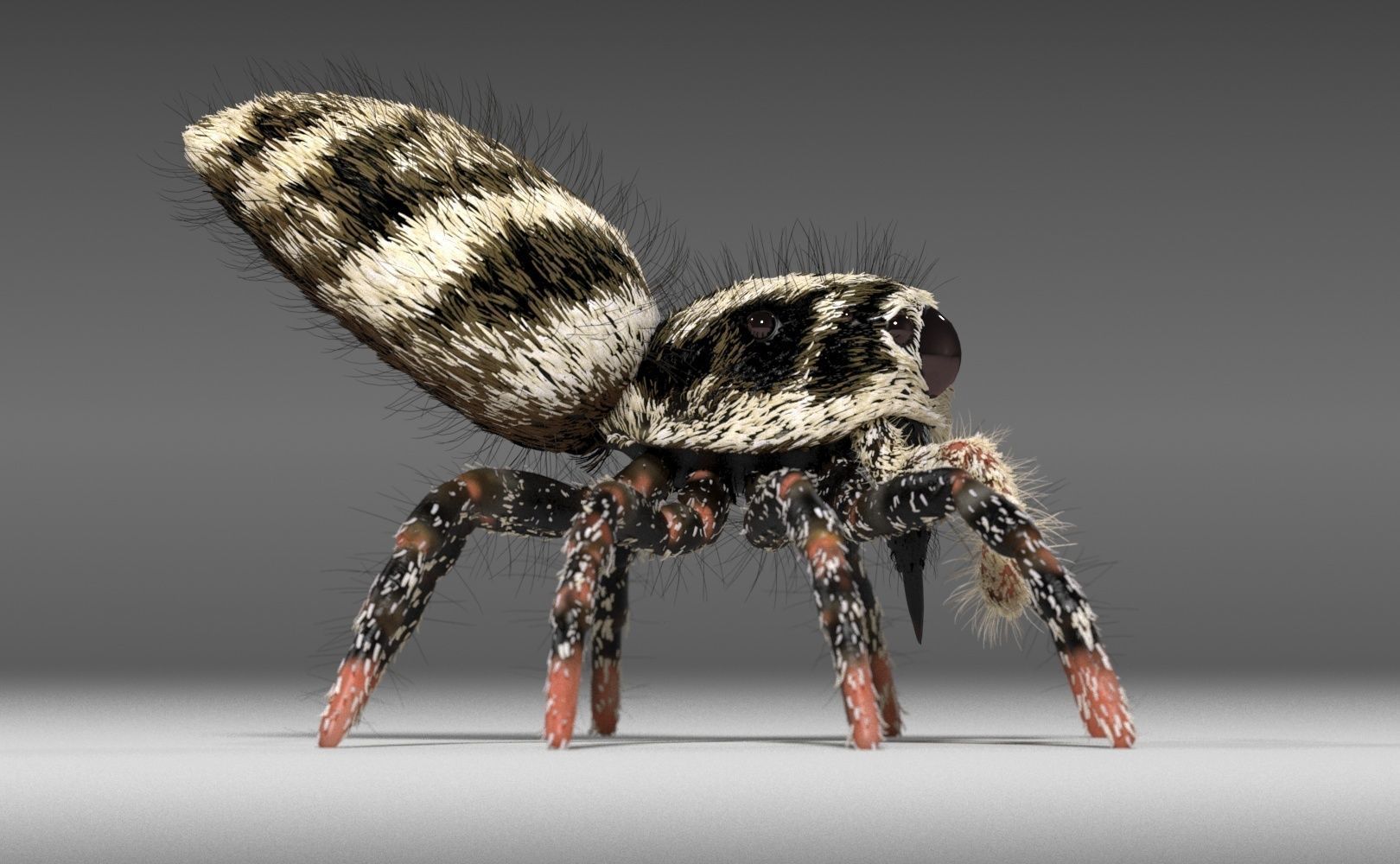 Zebra Jumping Spider 3D model_6