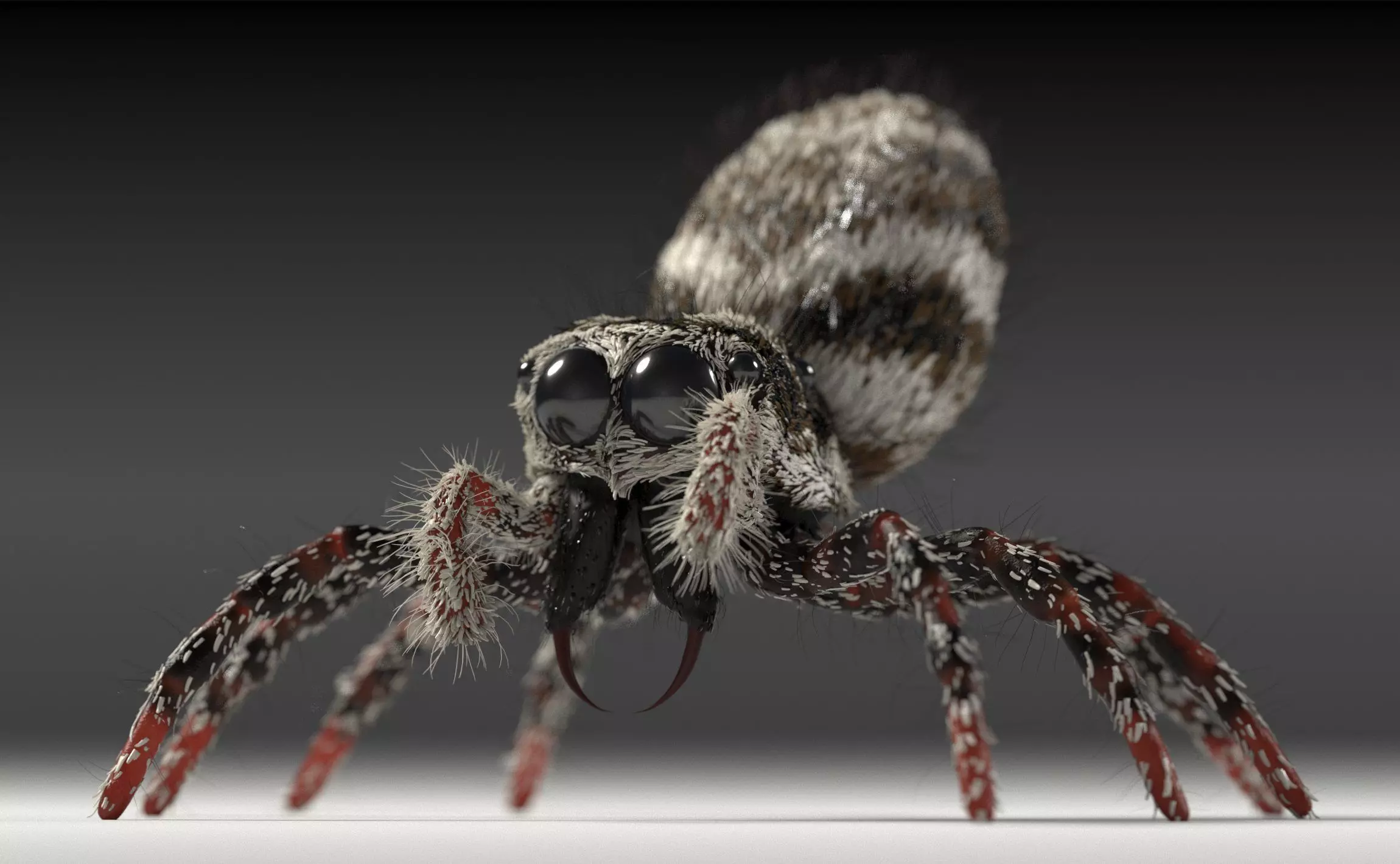 Zebra Jumping Spider 3D model_3