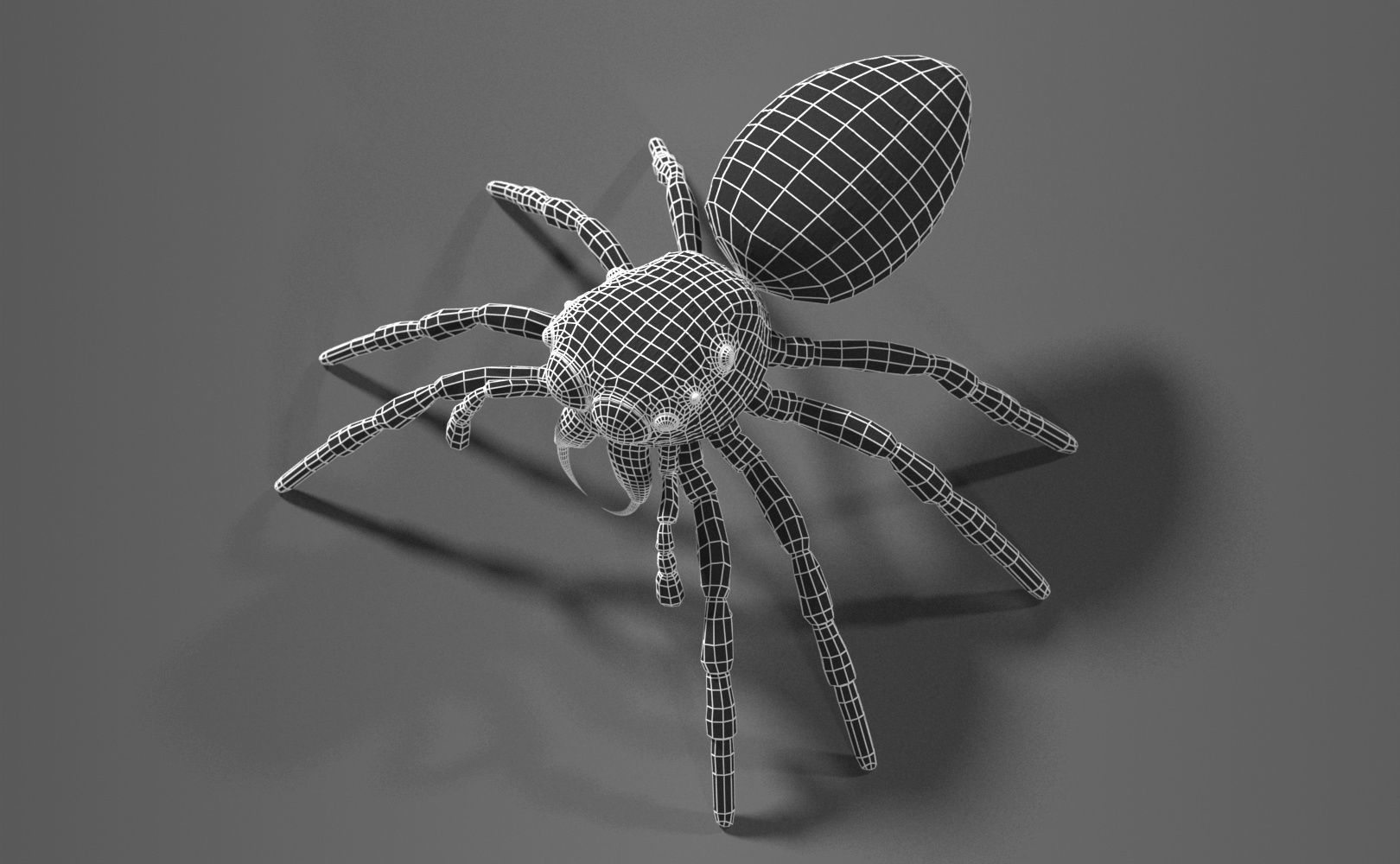 Zebra Jumping Spider 3D model_13