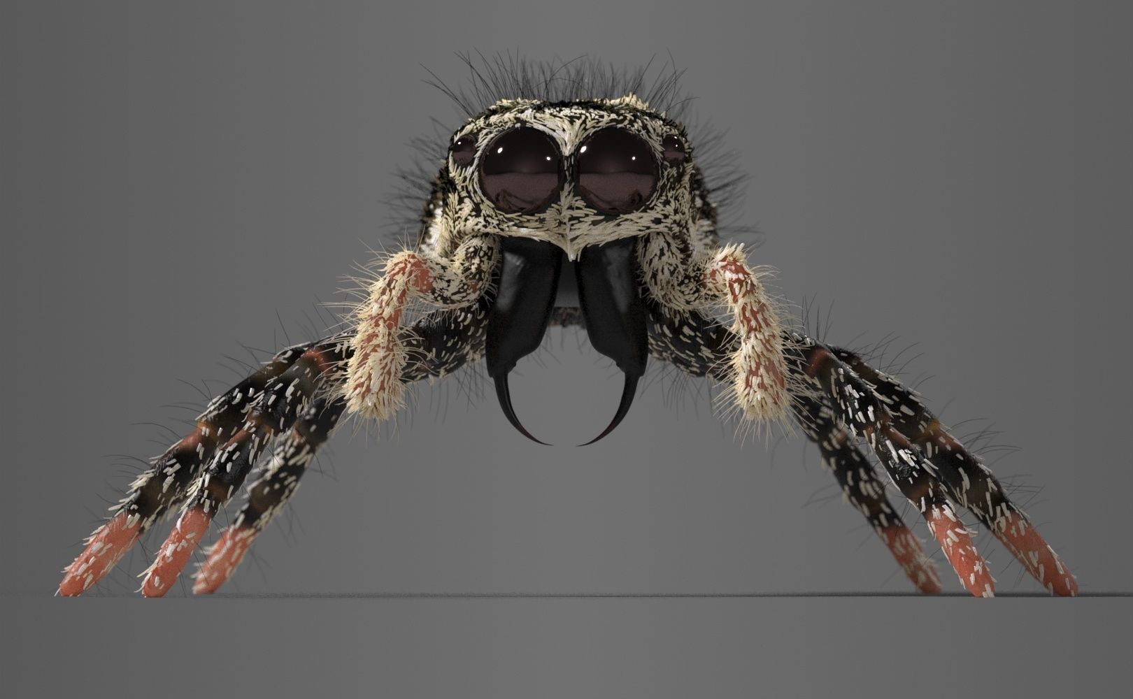 Zebra Jumping Spider 3D model_10