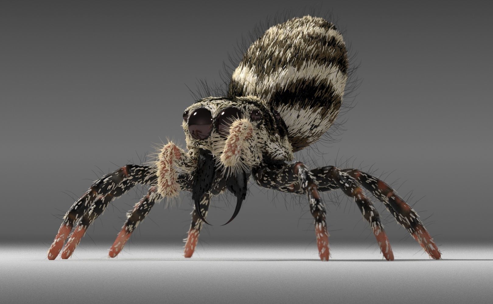 Zebra Jumping Spider 3D model_32