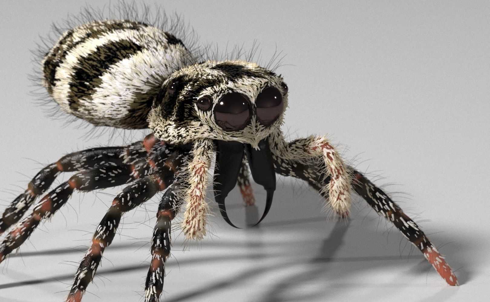 Zebra Jumping Spider 3D model_8