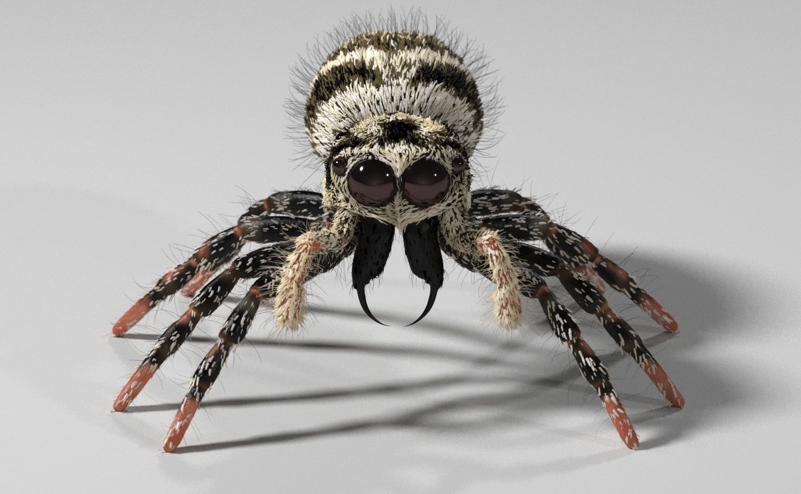 Zebra Jumping Spider 3D model_25