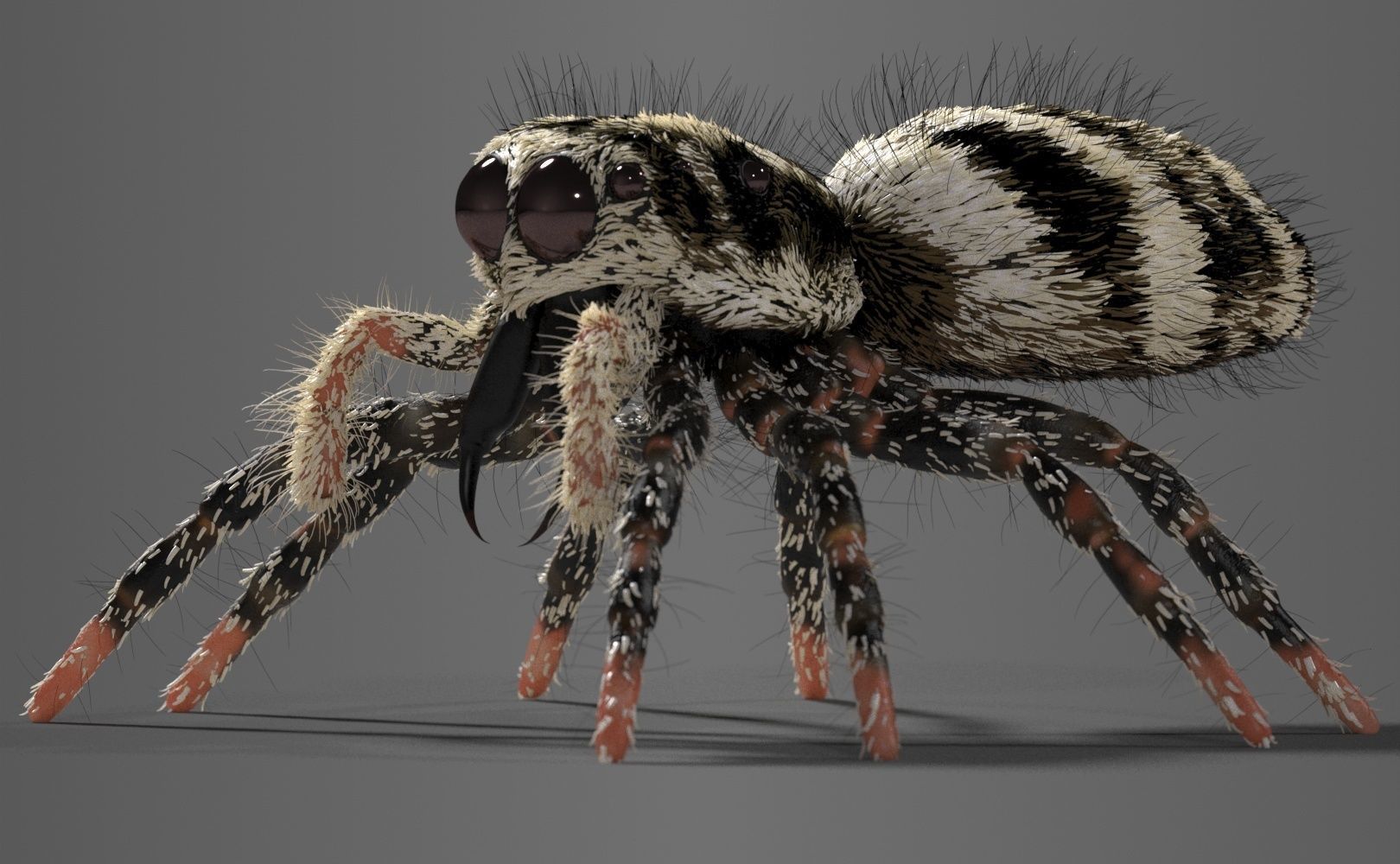 Zebra Jumping Spider 3D model_21