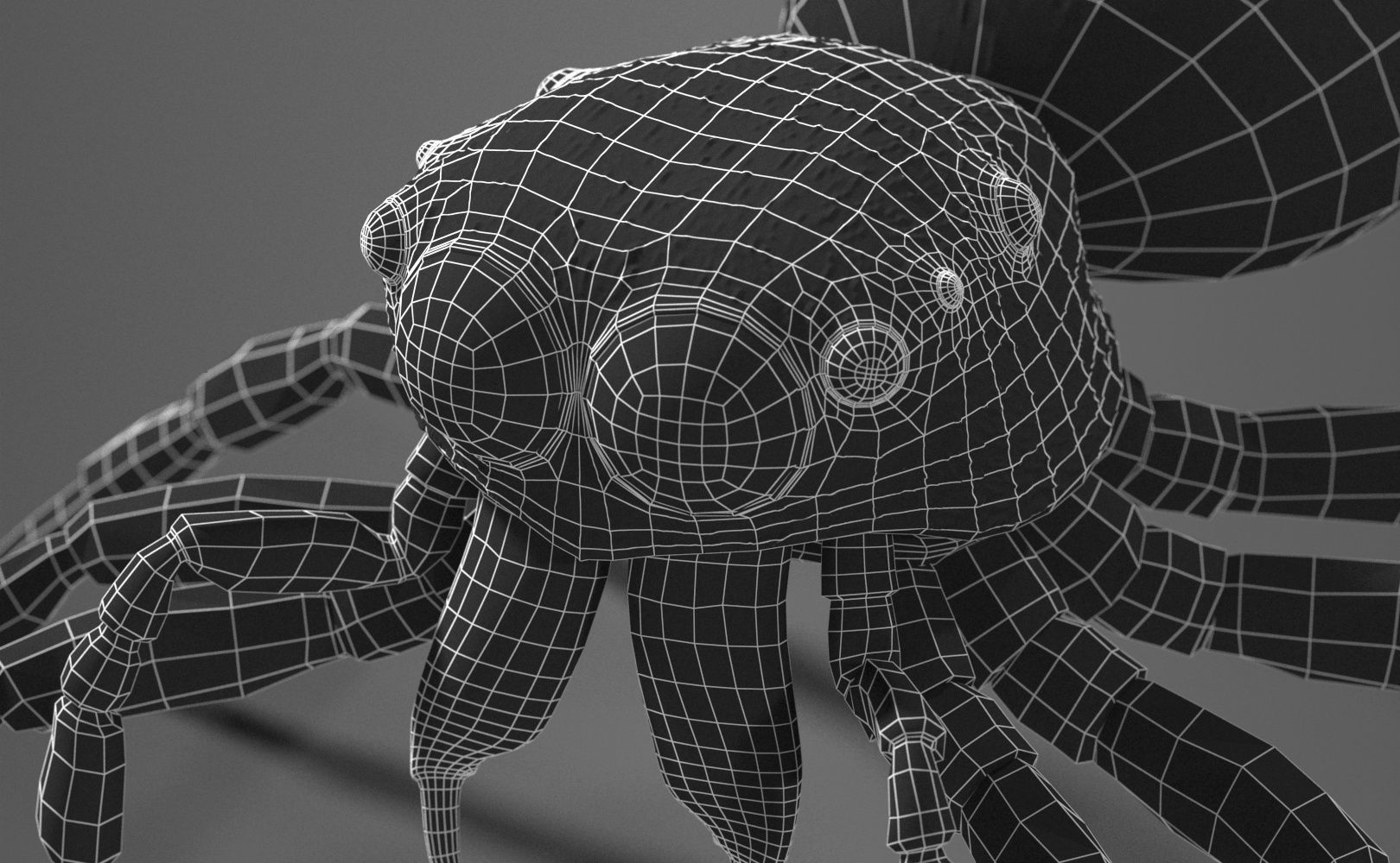 Zebra Jumping Spider 3D model_20