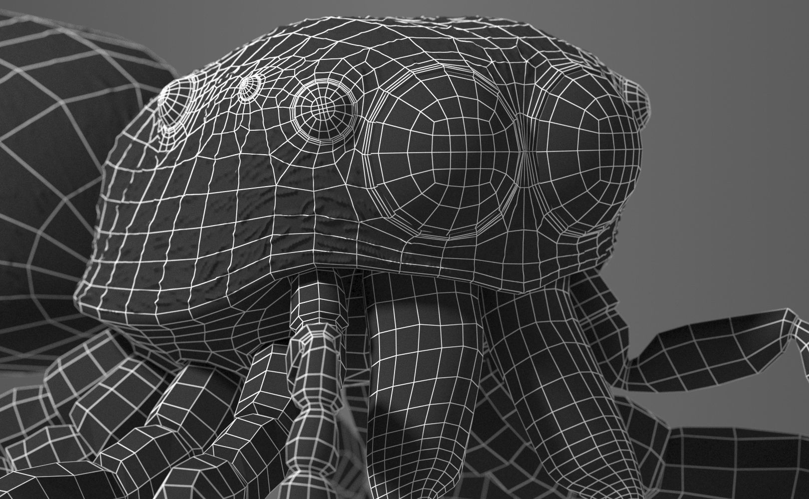 Zebra Jumping Spider 3D model_7