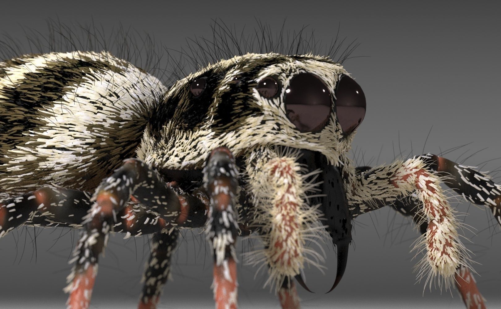 Zebra Jumping Spider 3D model_30