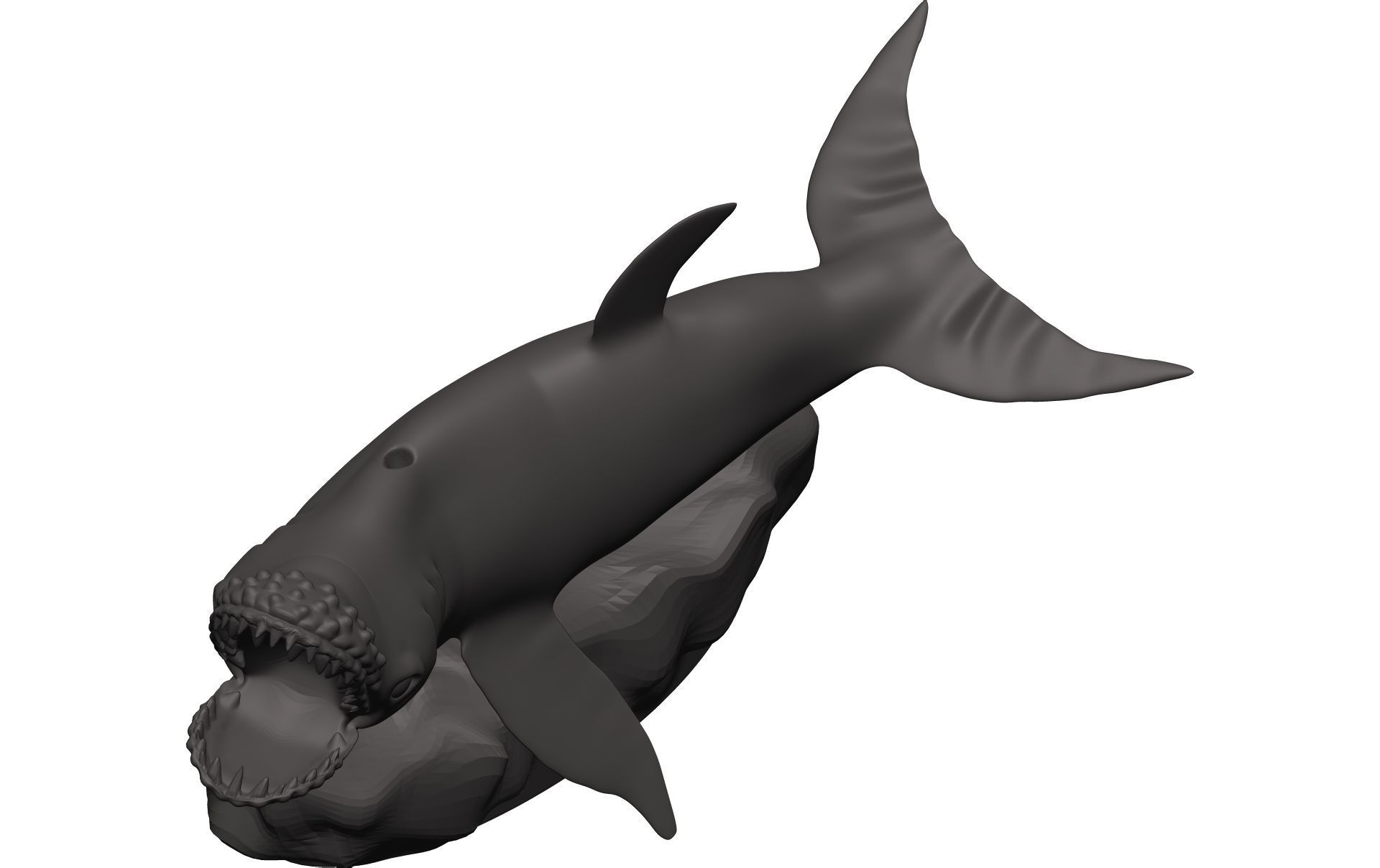 Humback Whale  3D model_9