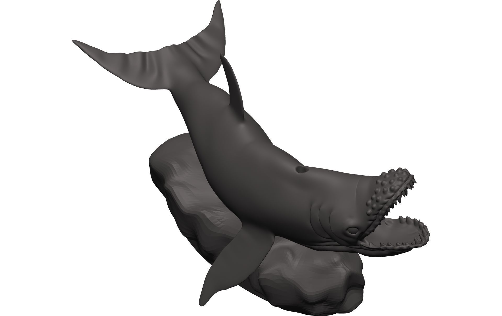 Humback Whale  3D model_8
