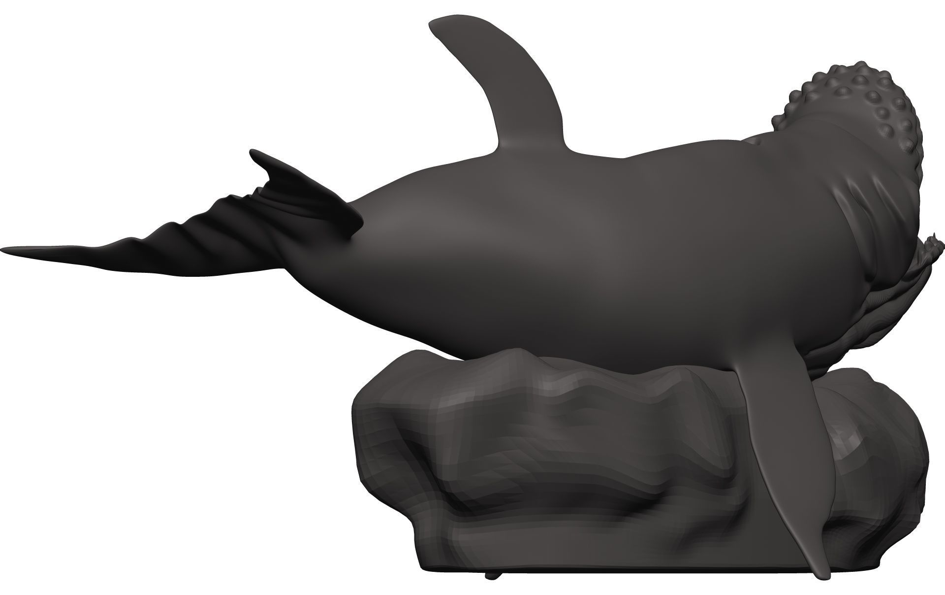 Humback Whale  3D model_6