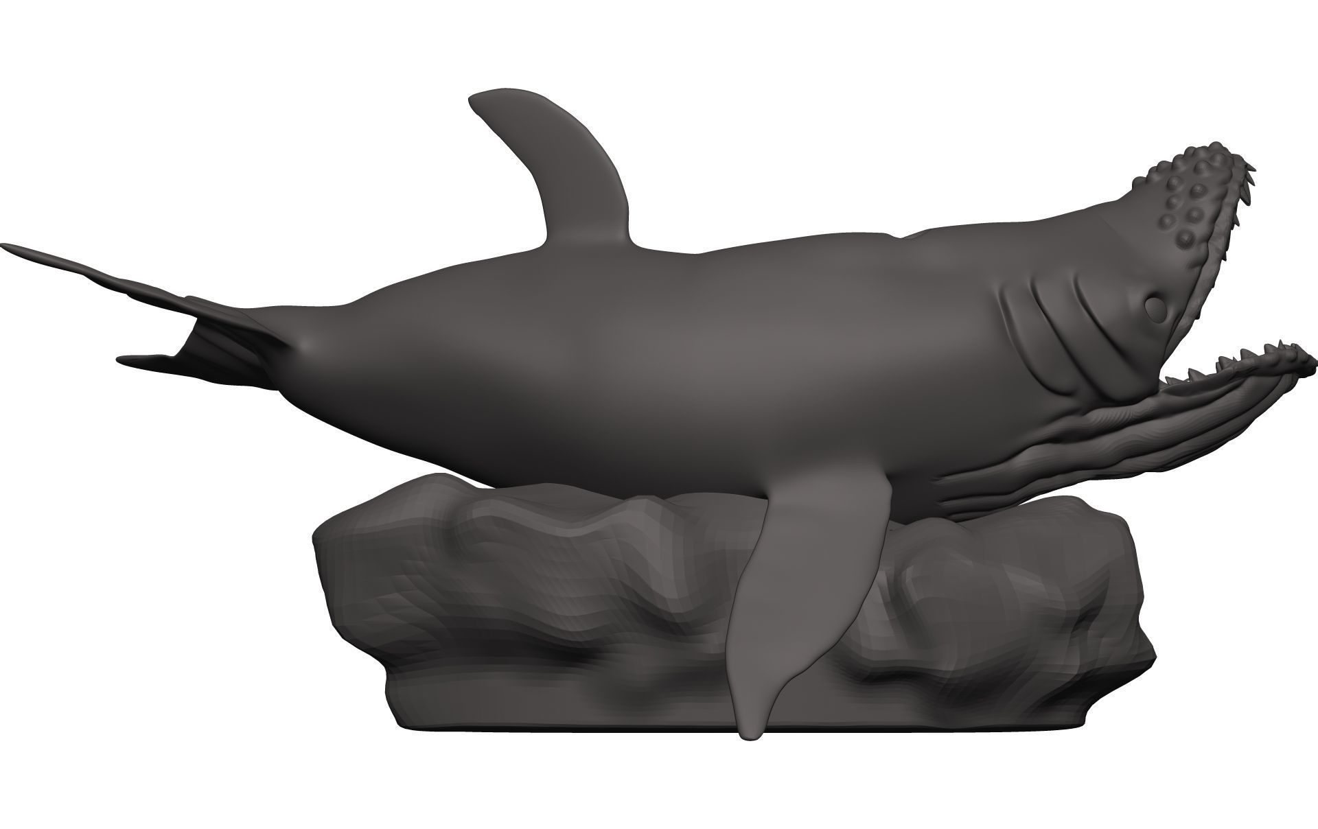 Humback Whale  3D model_7