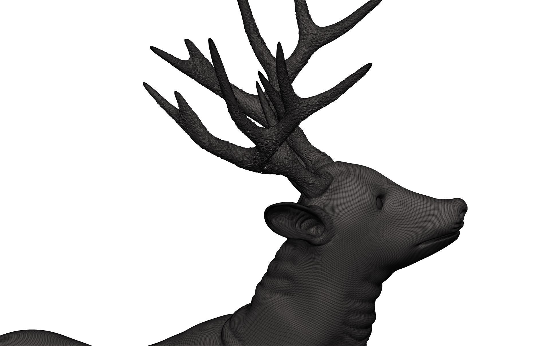 Mule Deer 3D model_11