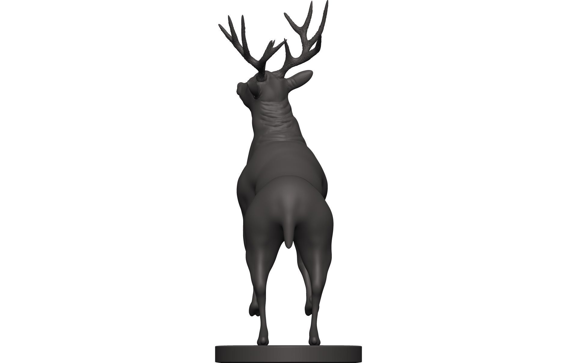 Mule Deer 3D model_5