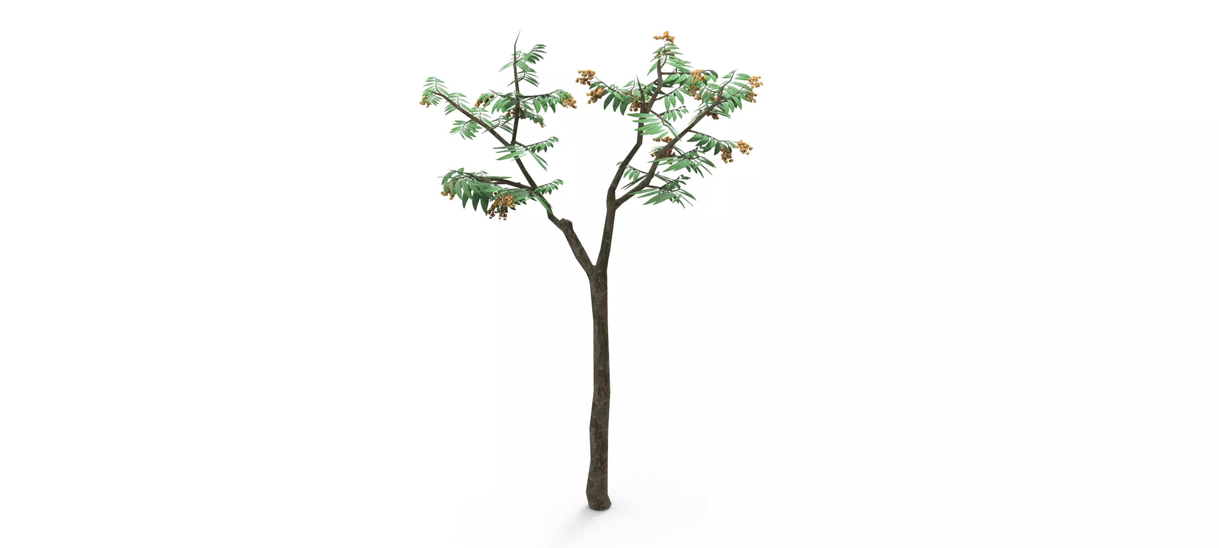 Longan Tree Free 3D model