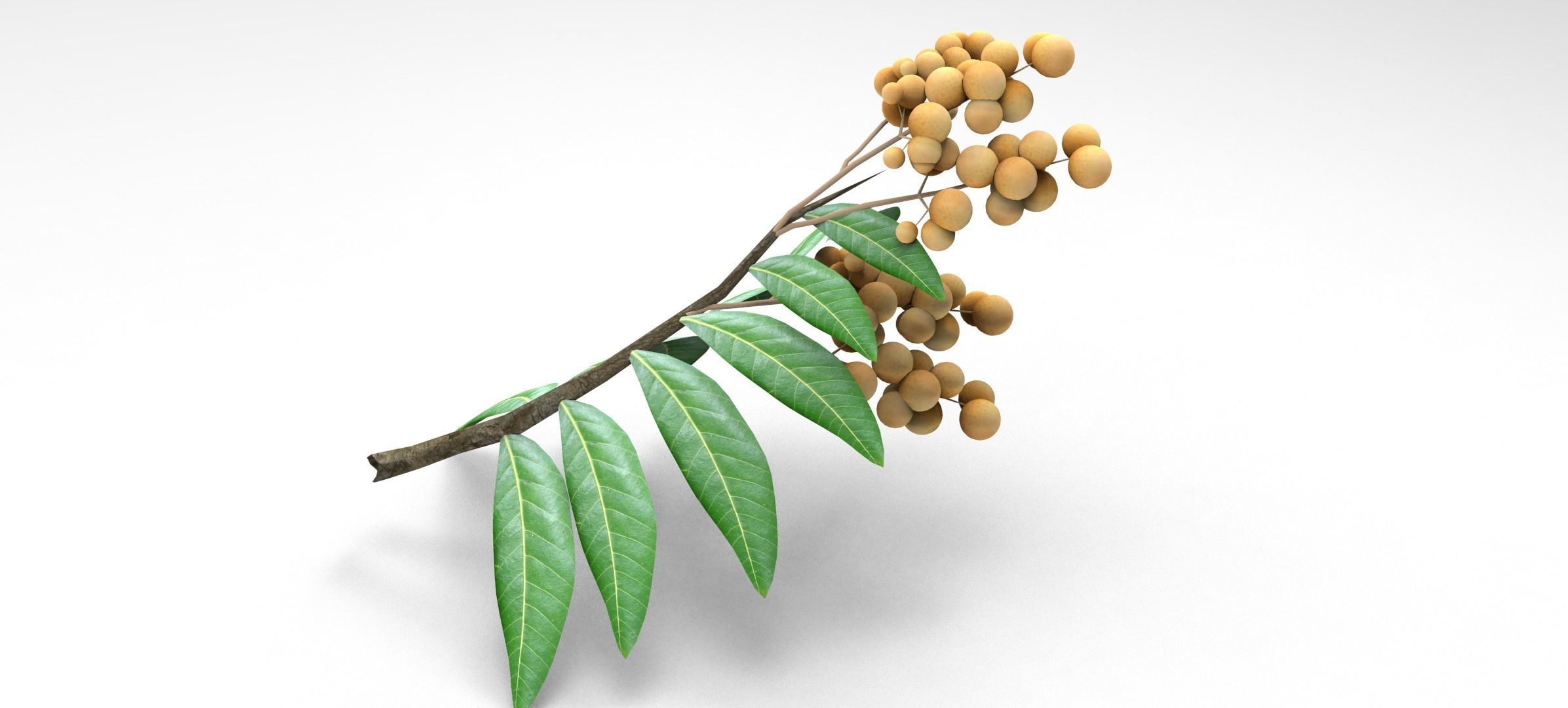 Longan tree branch  Free low-poly 3D model_2