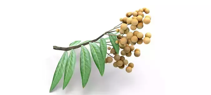 Longan tree branch  Free low-poly 3D model
