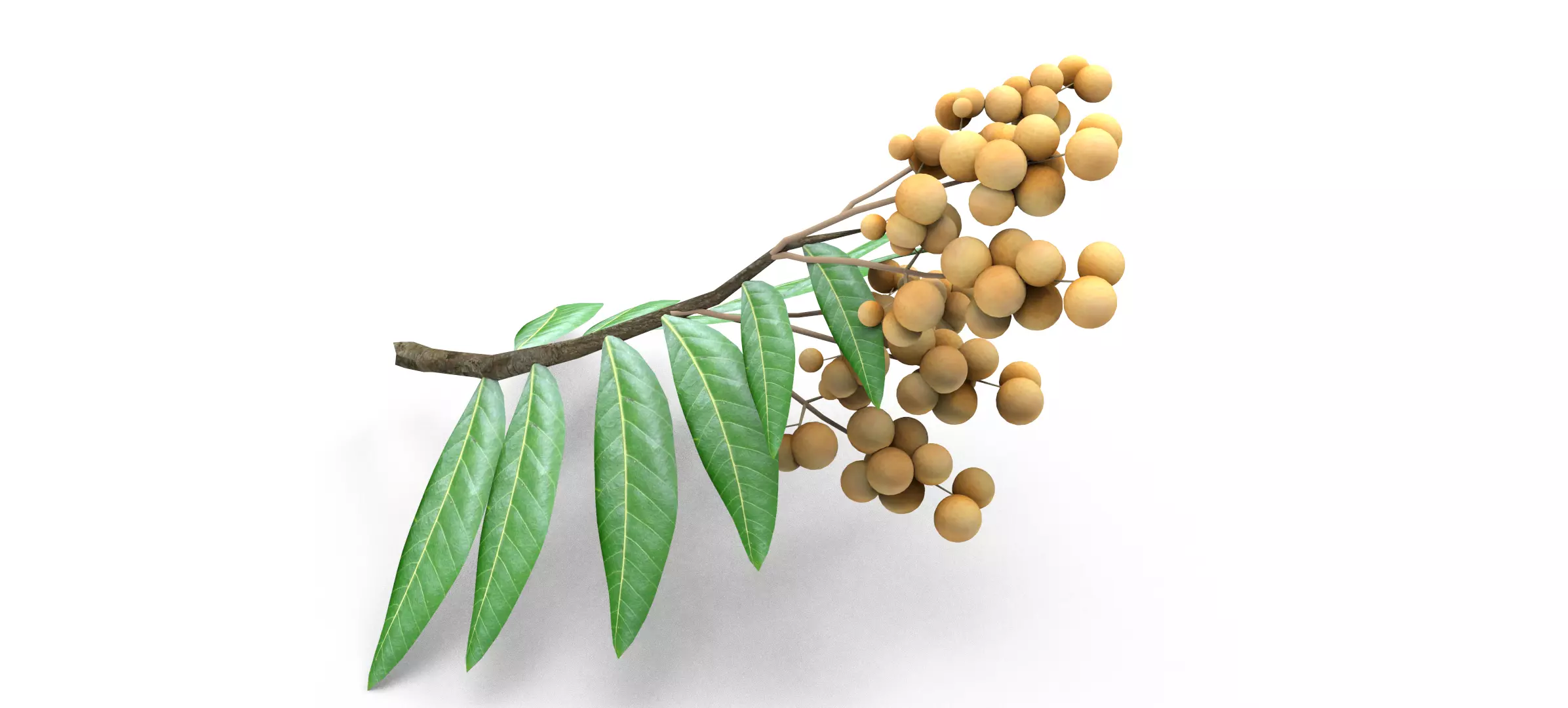 Longan tree branch  Free low-poly 3D model_0