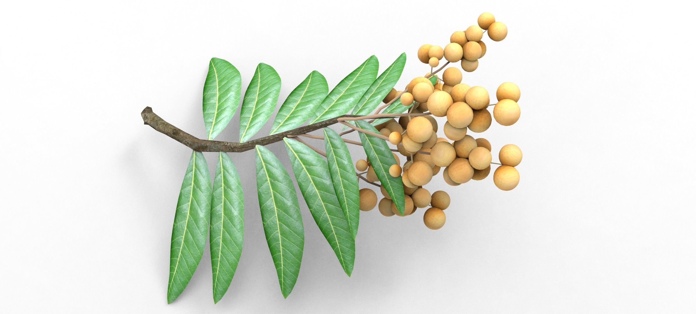 Longan tree branch  Free low-poly 3D model_1
