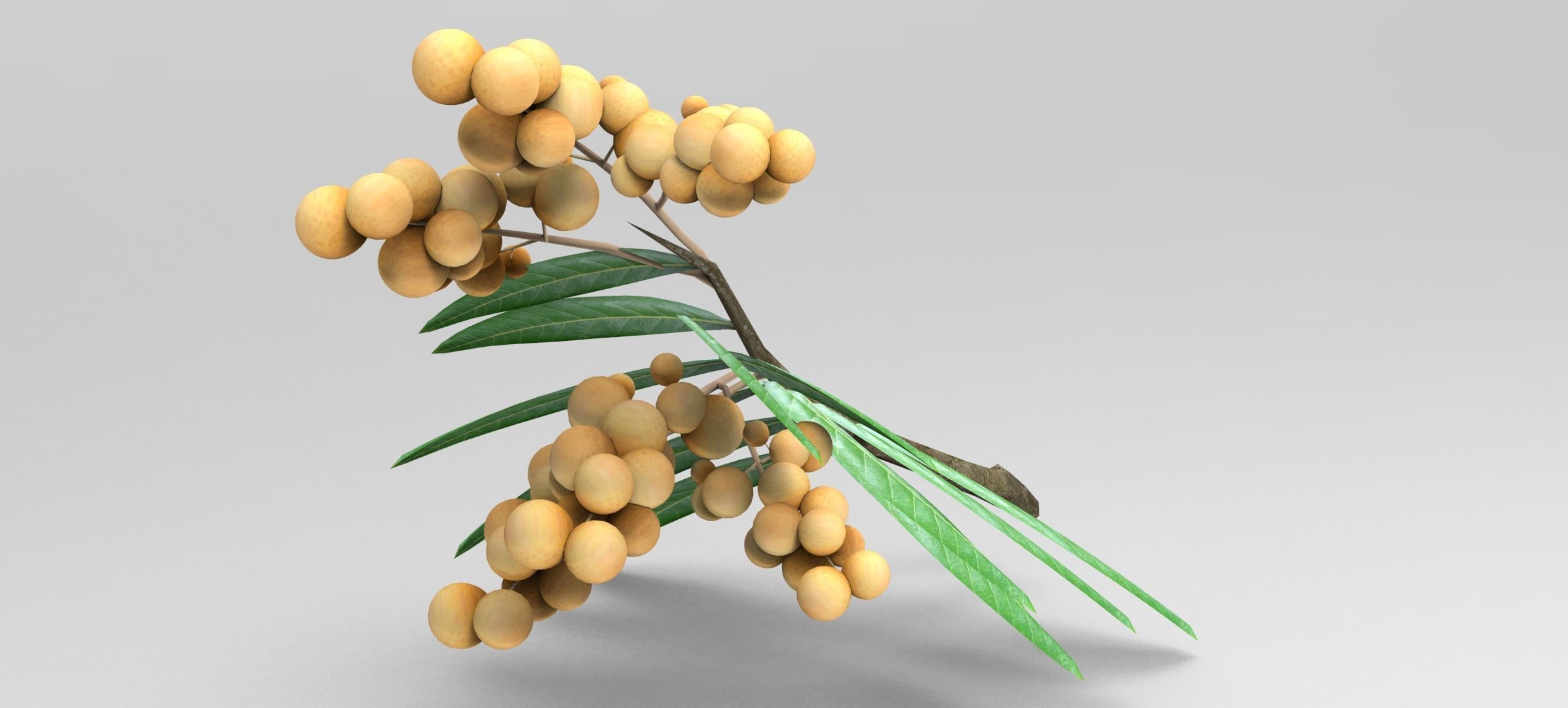 Longan tree branch  Free low-poly 3D model_5
