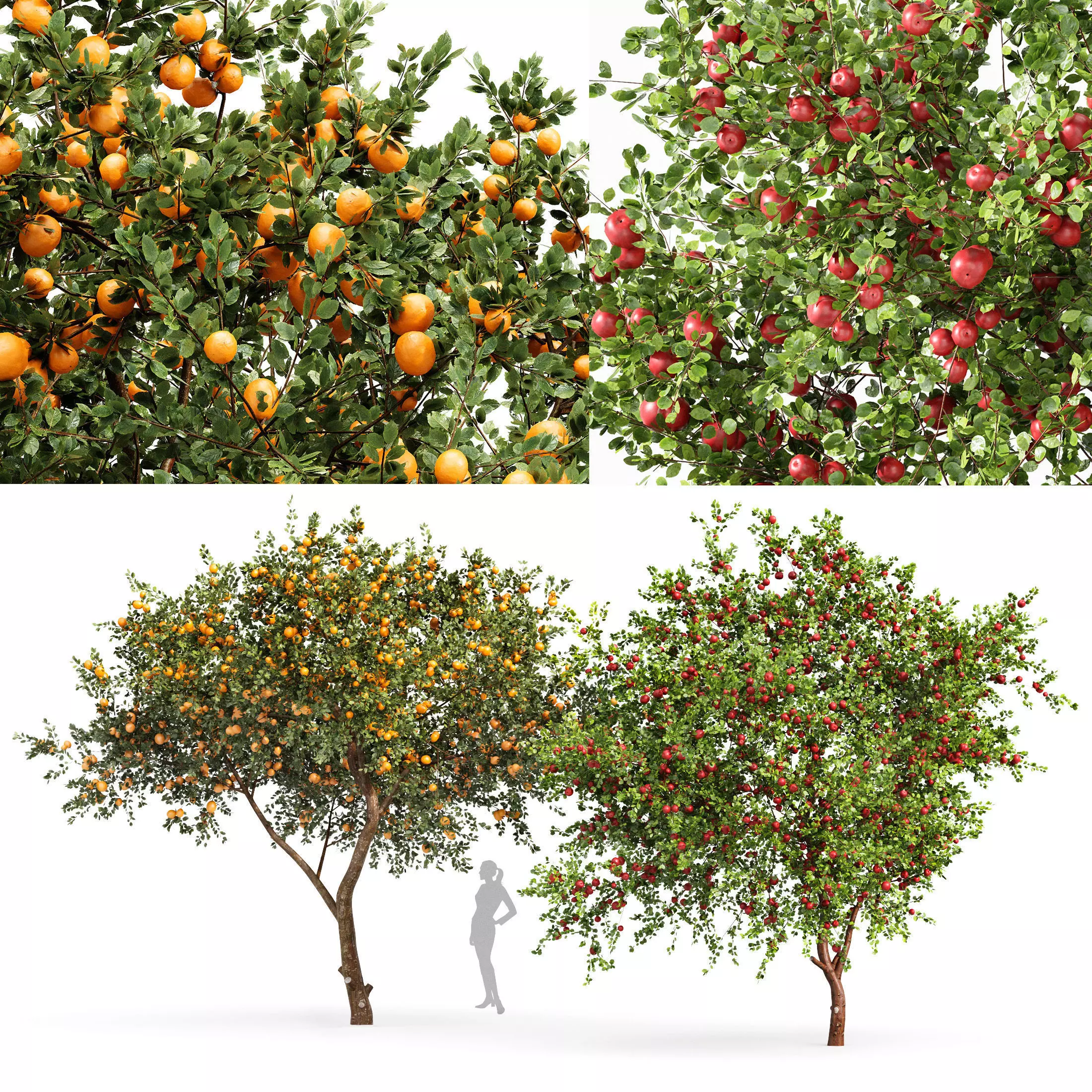 fruit trees orange and apple 3D model_0
