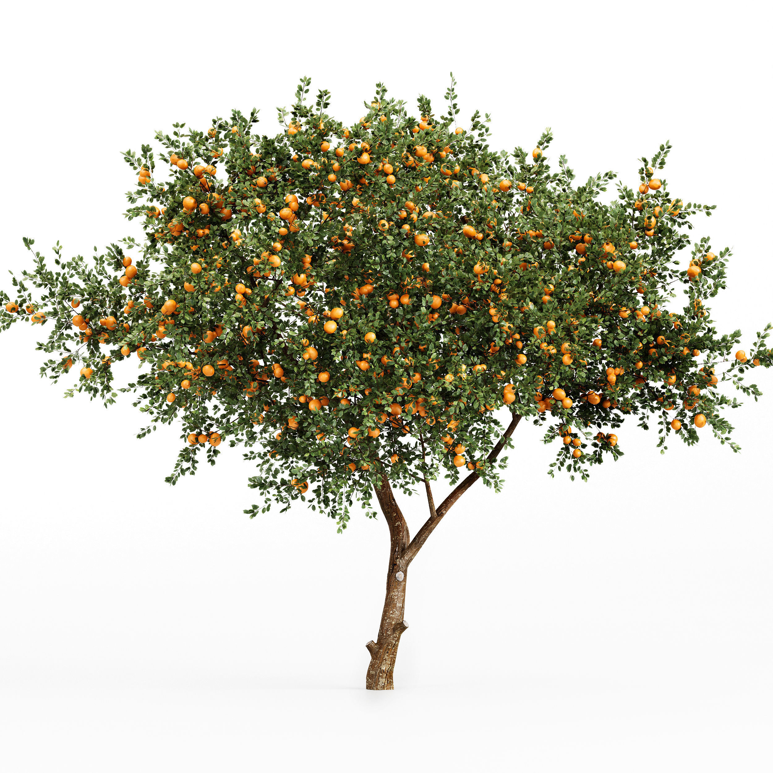fruit trees orange and apple 3D model_3
