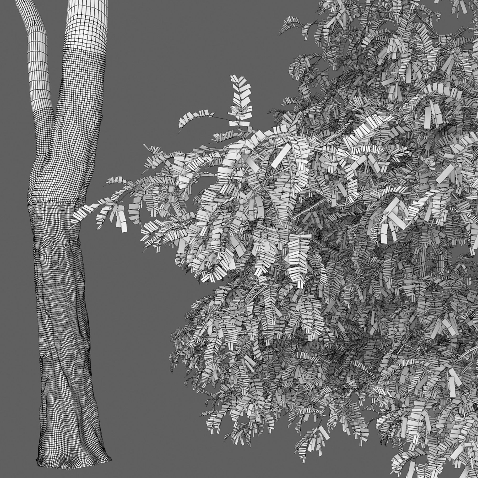 Robinia 09 3D model_6