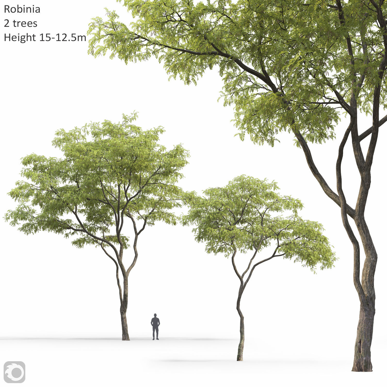 Robinia 09 3D model_7