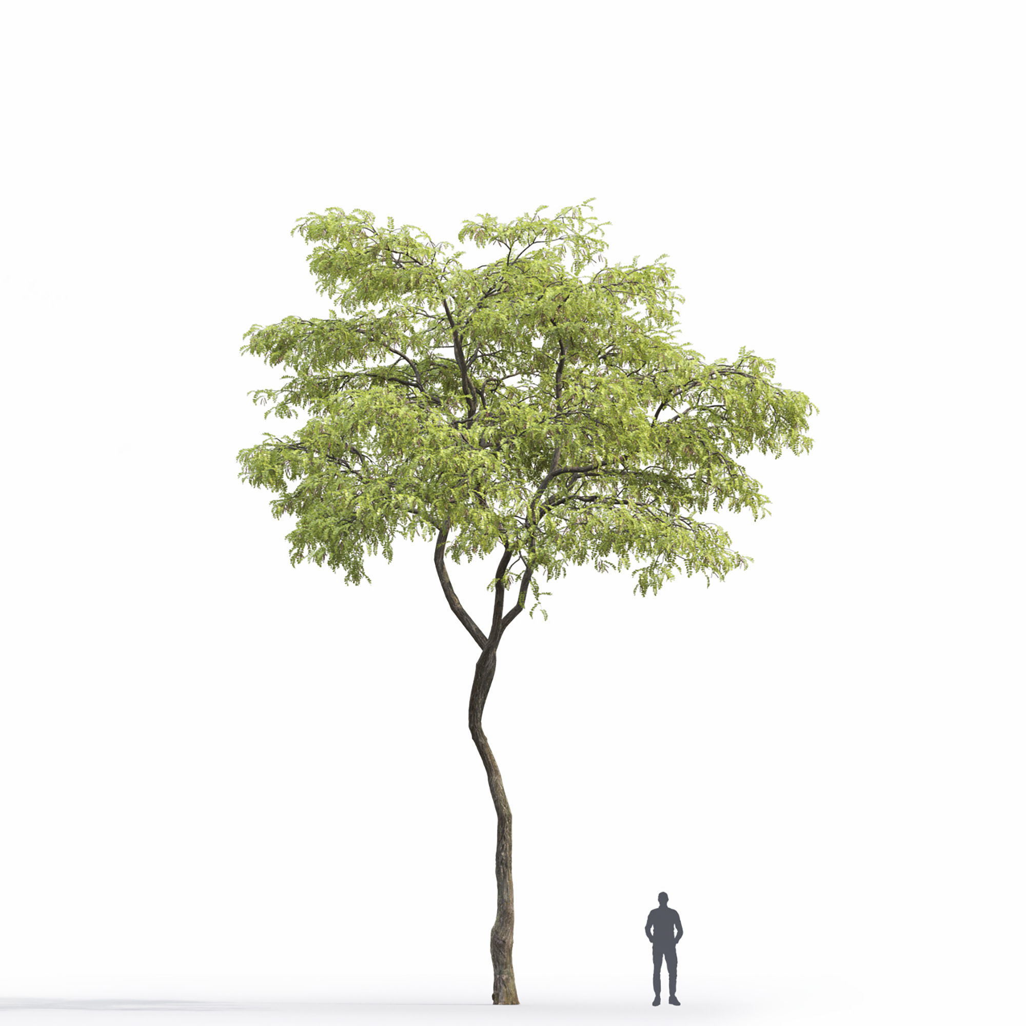 Robinia 09 3D model_5