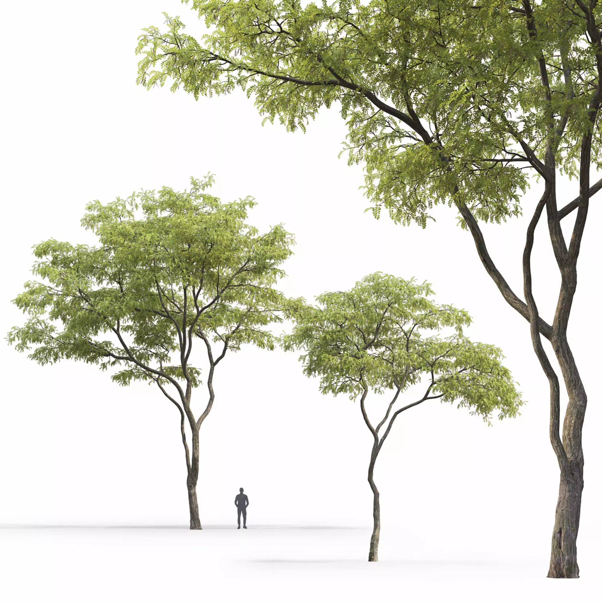 Robinia 09 3D model_0