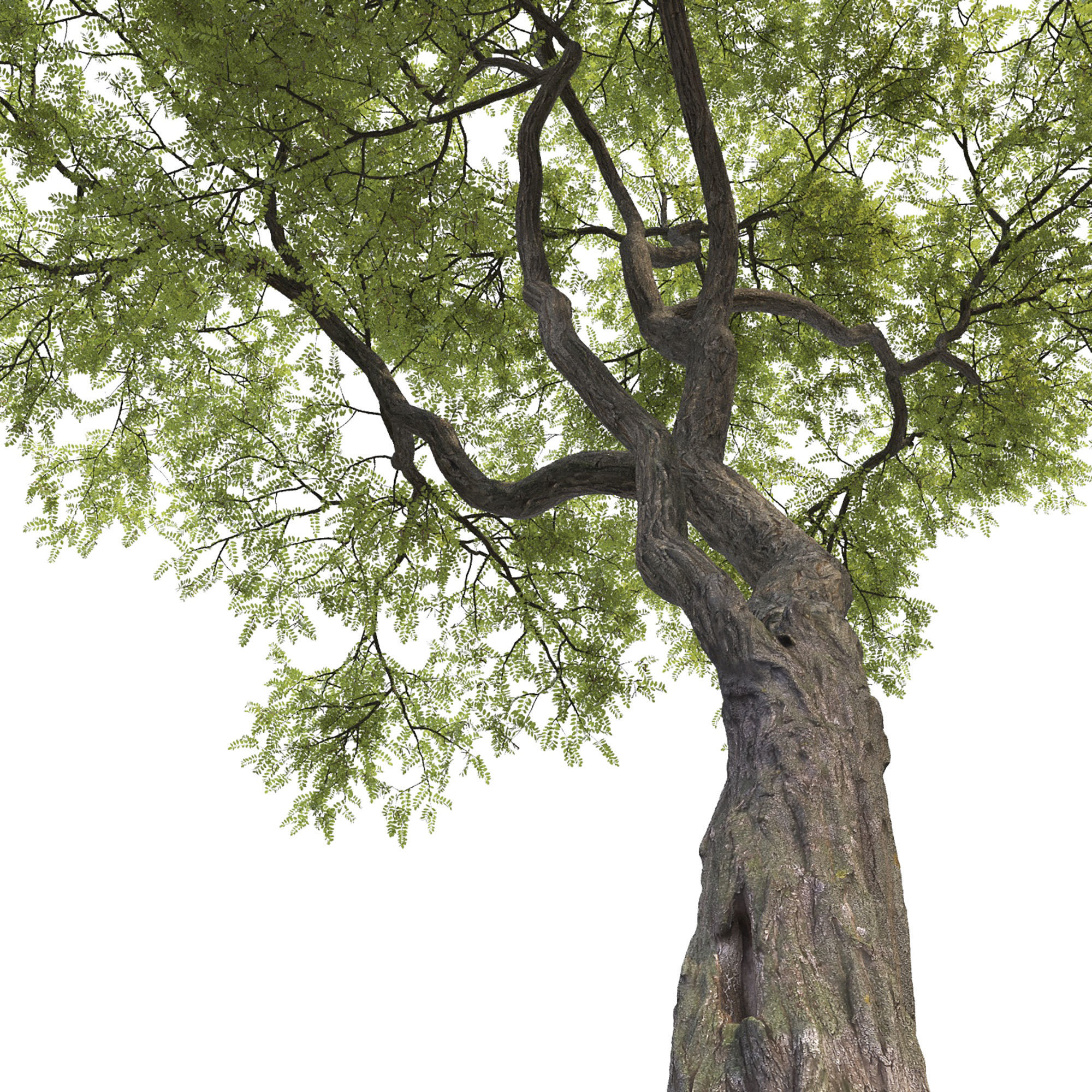 Robinia 09 3D model_1