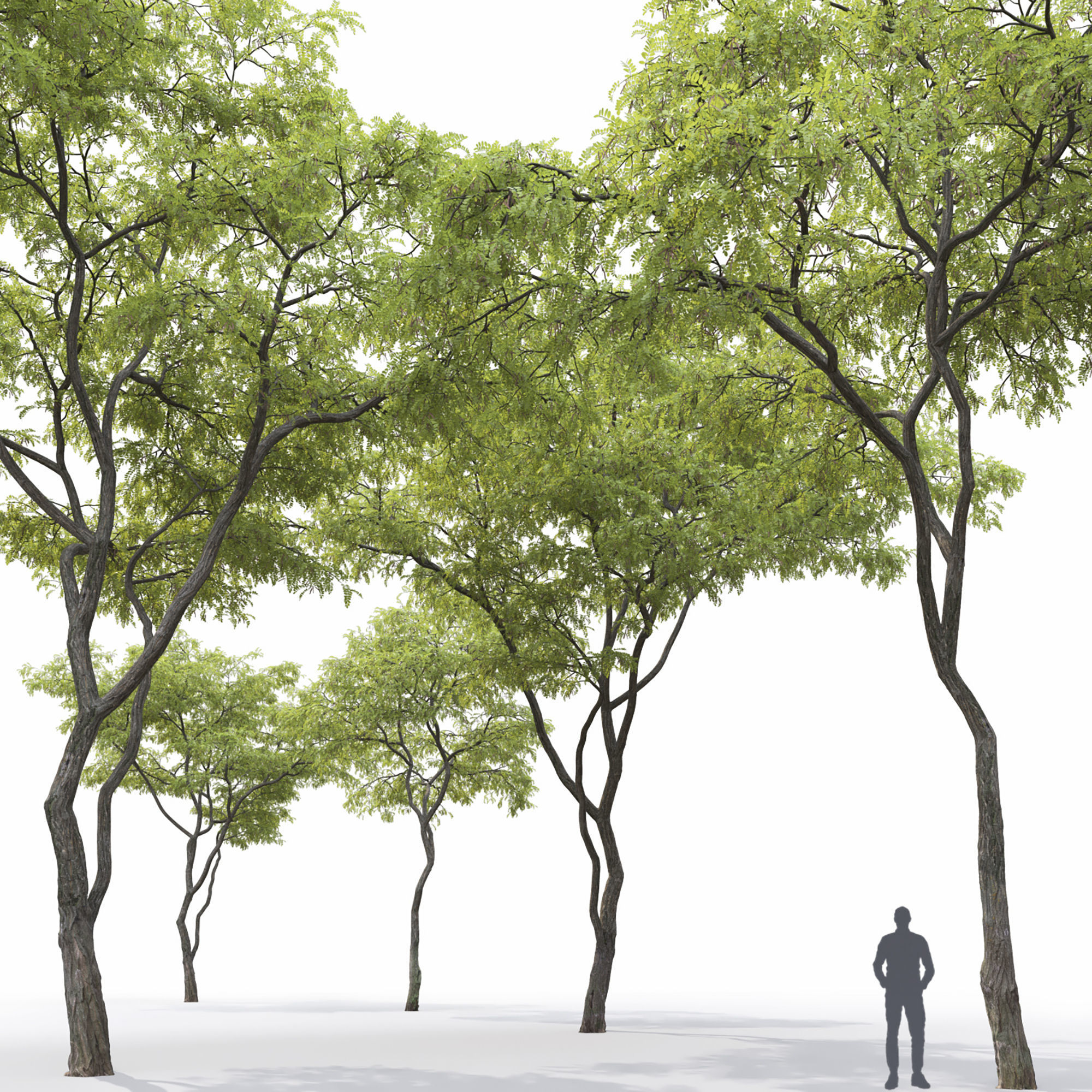 Robinia 09 3D model_2