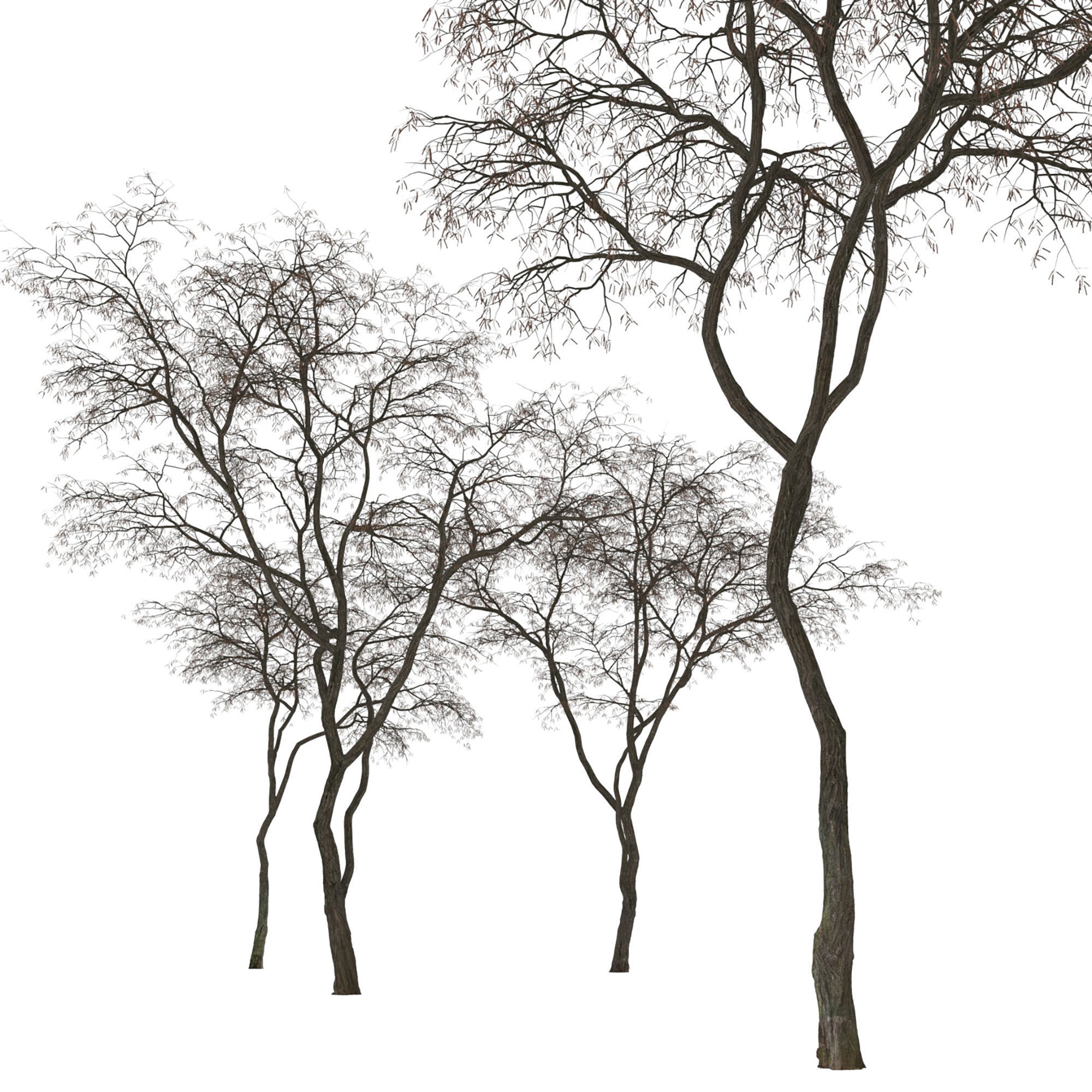 Robinia 09 3D model_4