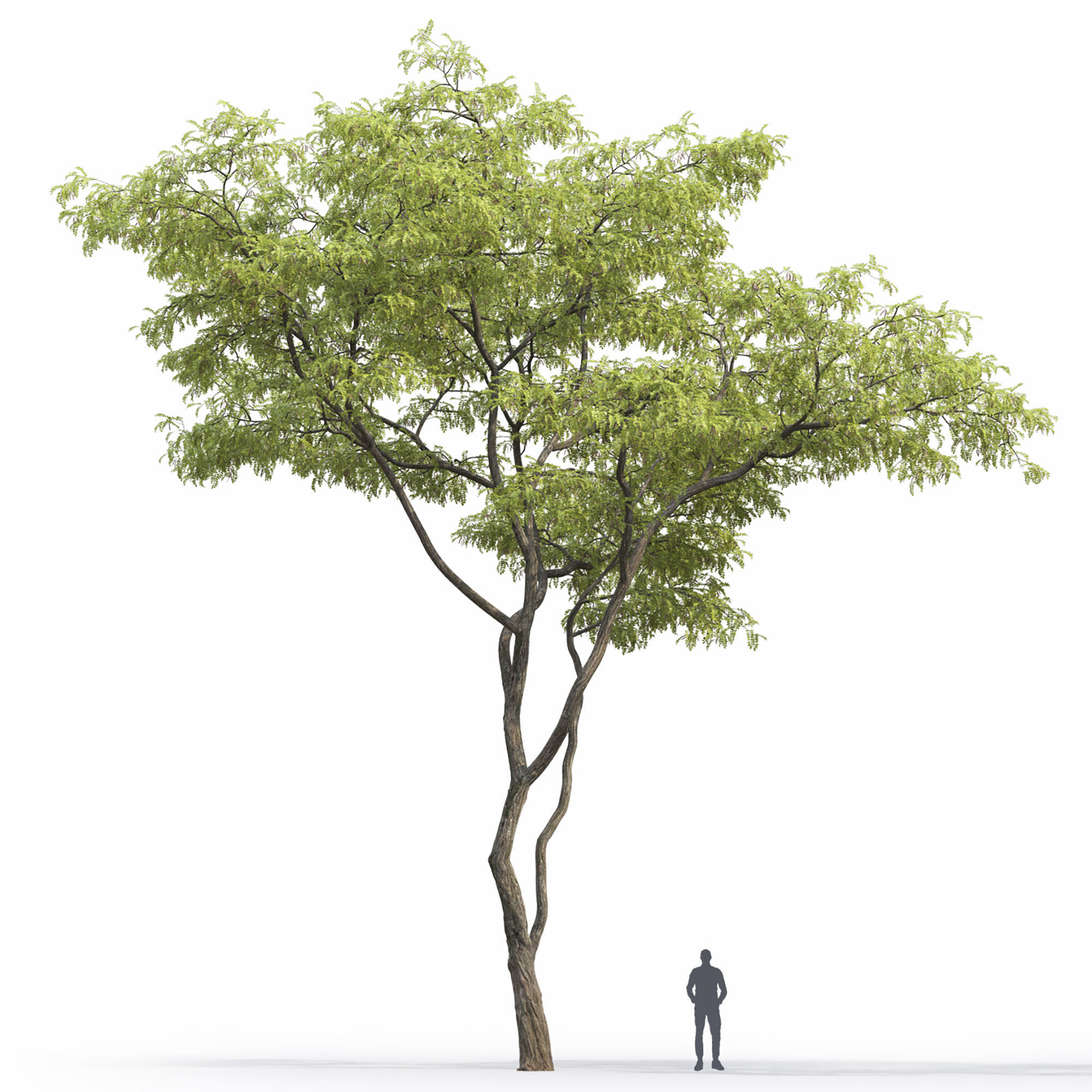 Robinia 09 3D model_3