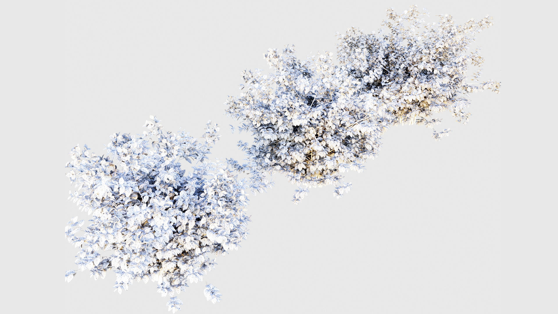 Bougainvillea hibiscus flowers 3D model_7