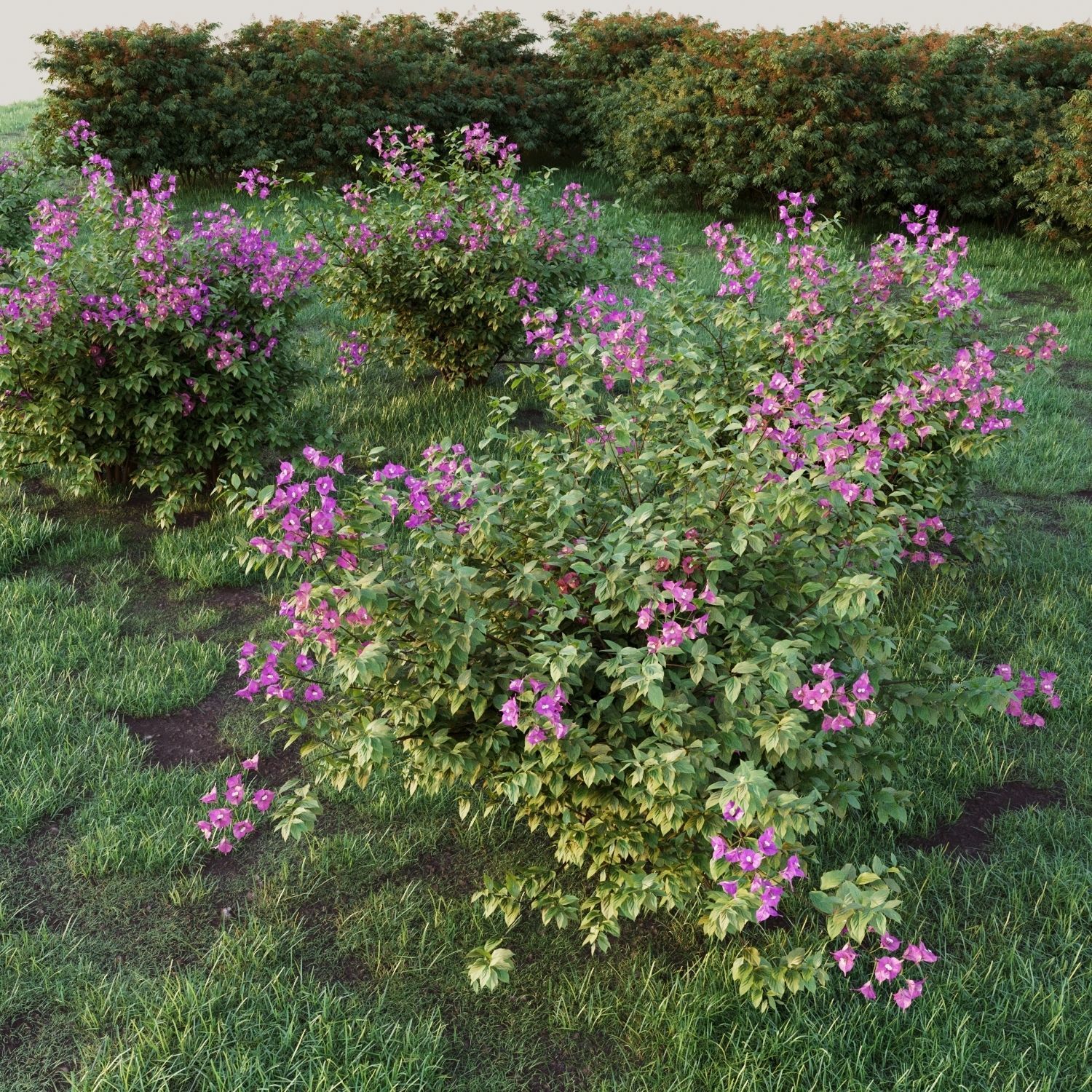 Bougainvillea hibiscus flowers 3D model_2