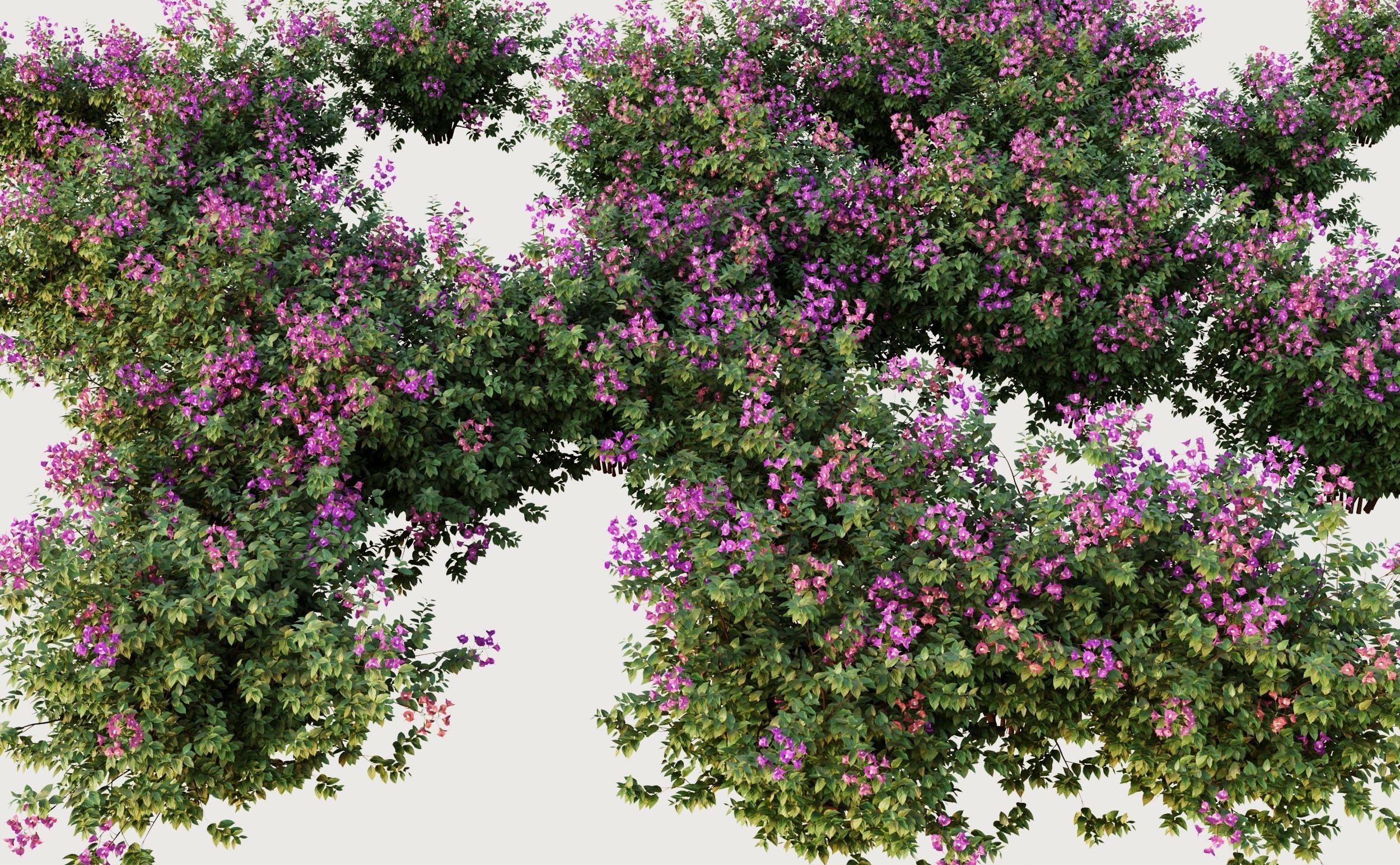 Bougainvillea hibiscus flowers 3D model_1