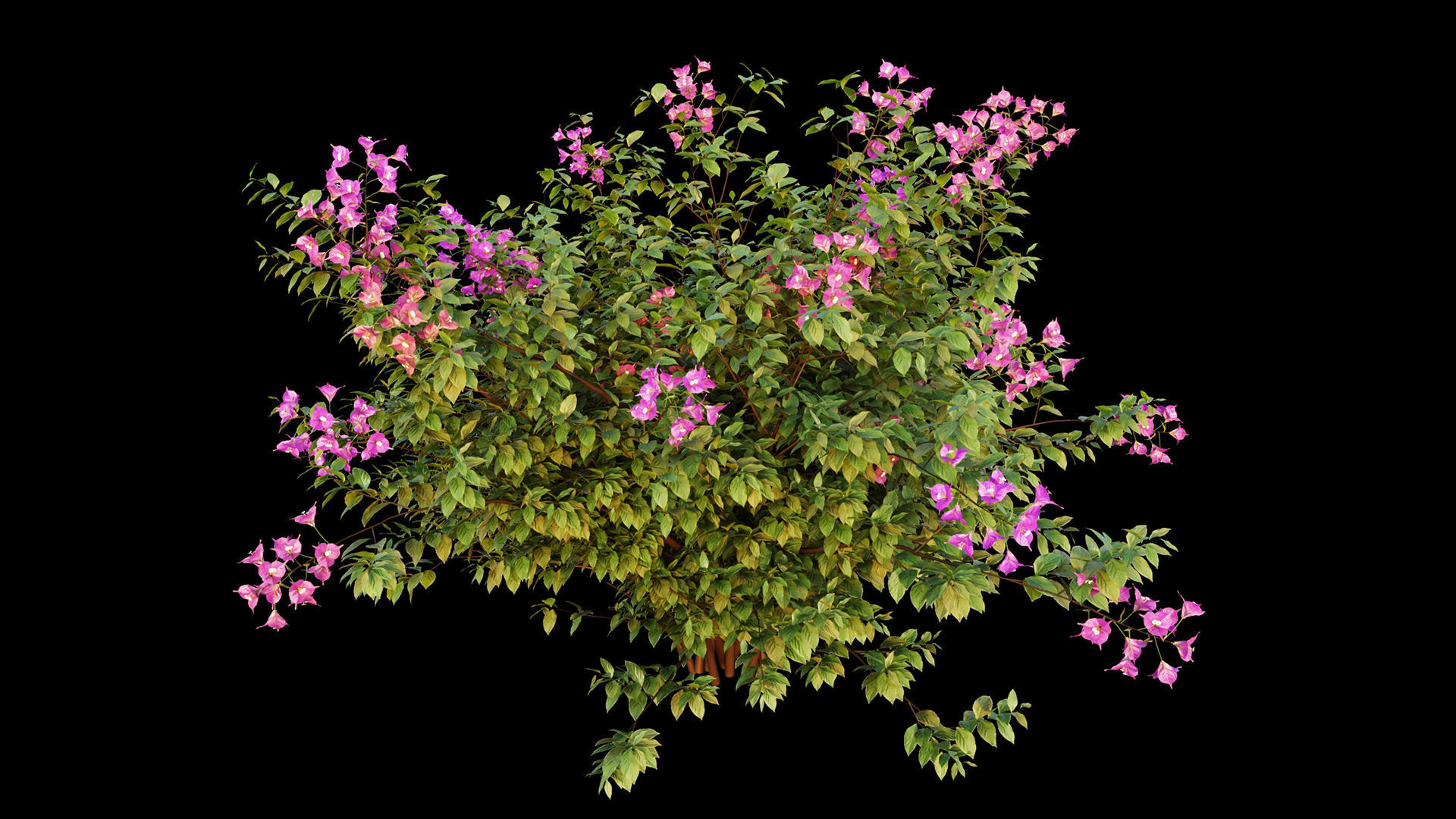 Bougainvillea hibiscus flowers 3D model_3