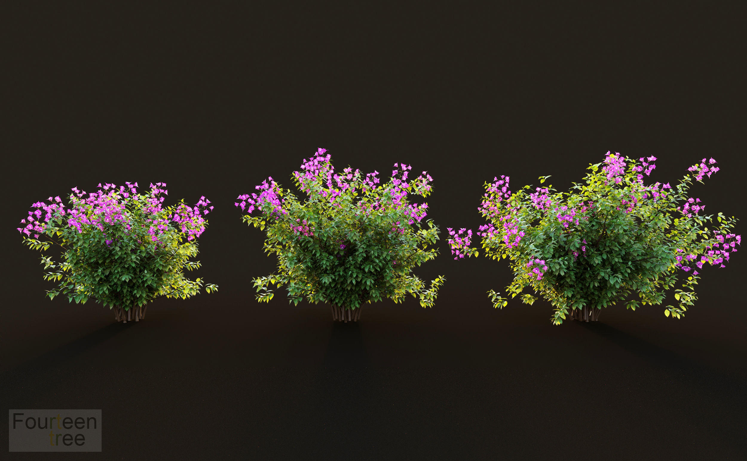 Bougainvillea hibiscus flowers 3D model_6