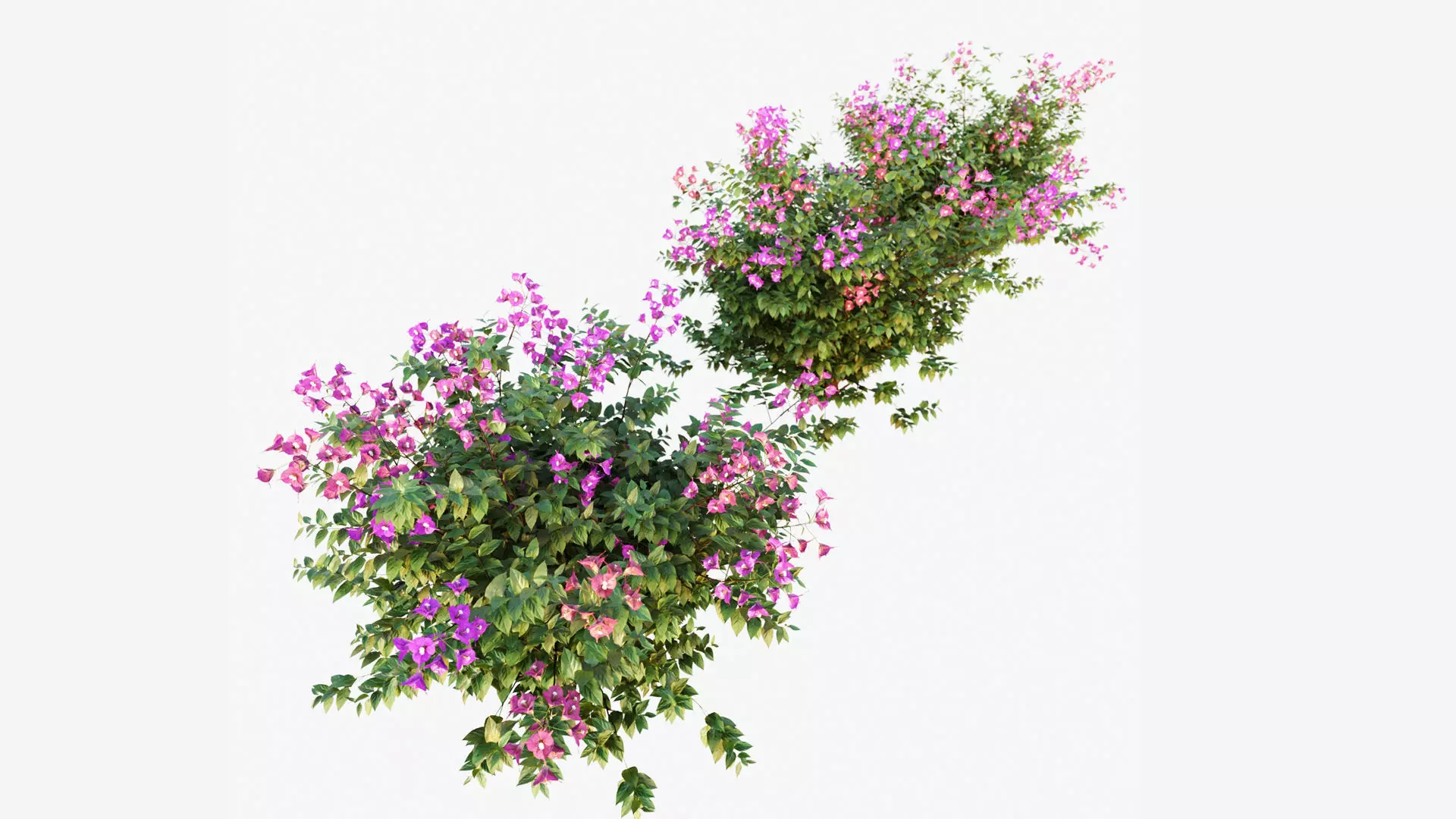 Bougainvillea hibiscus flowers 3D model_0
