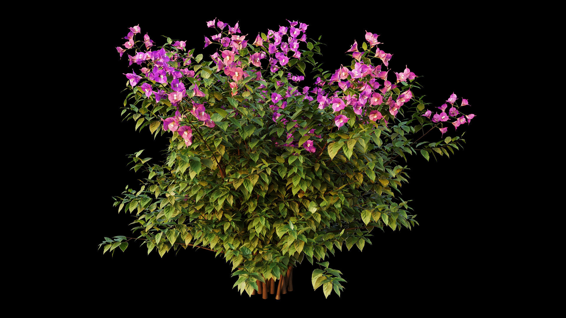 Bougainvillea hibiscus flowers 3D model_4