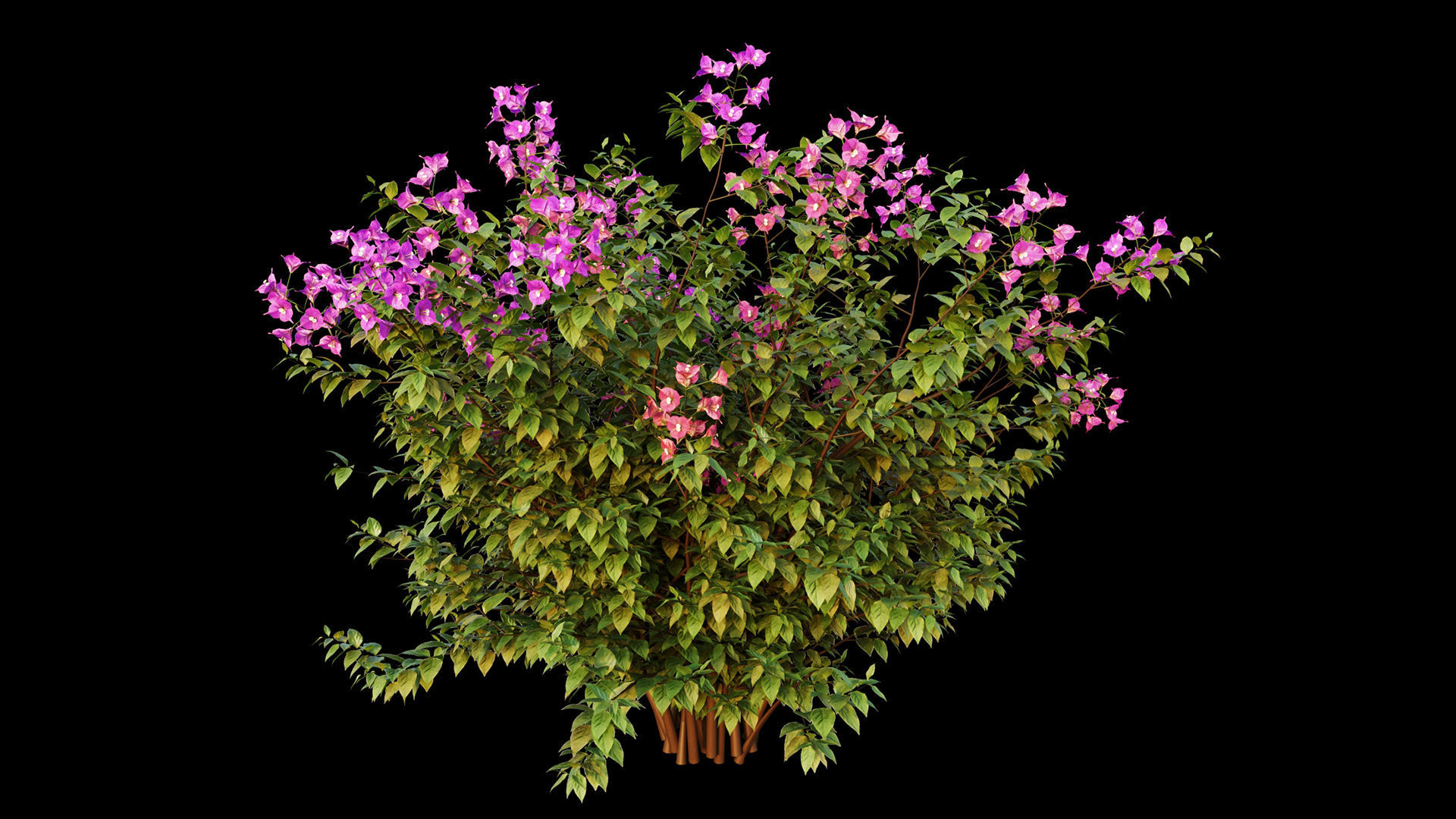 Bougainvillea hibiscus flowers 3D model_5
