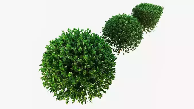 Buxus