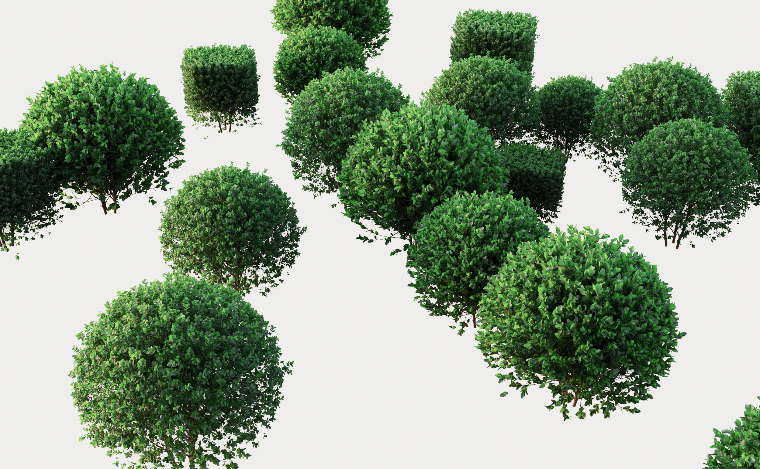 Buxus 3D model_1