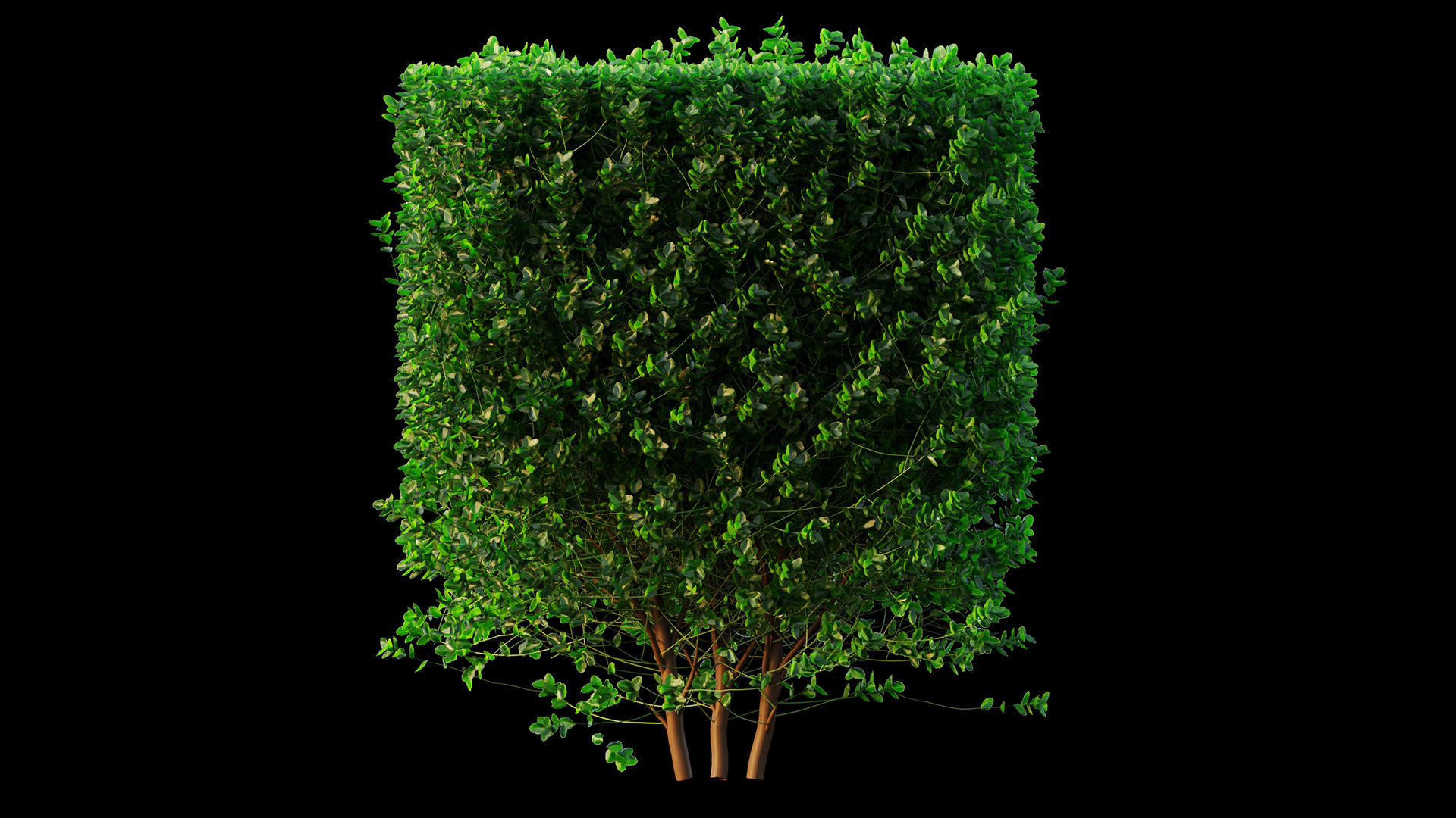Buxus 3D model_5