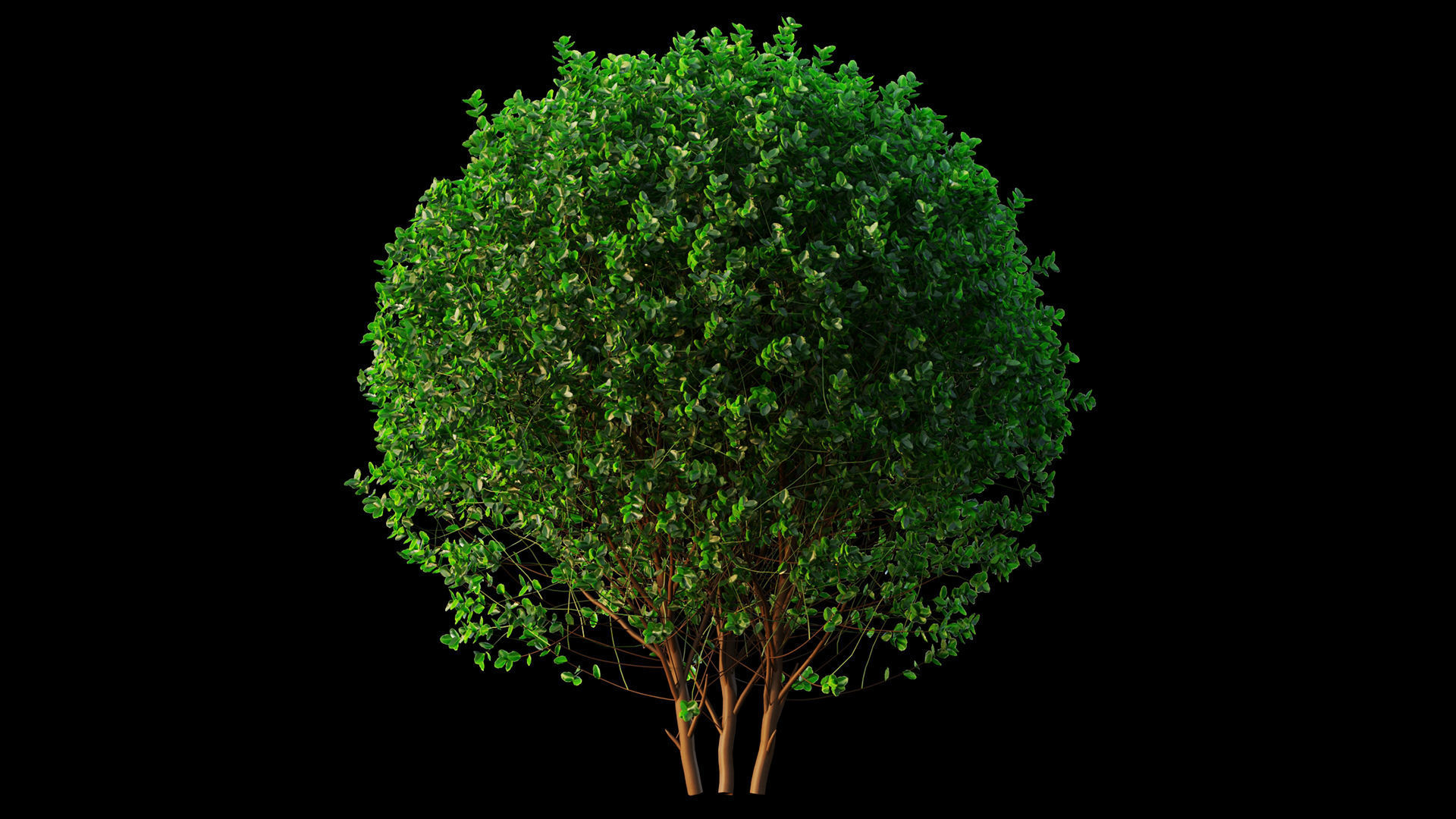 Buxus 3D model_6