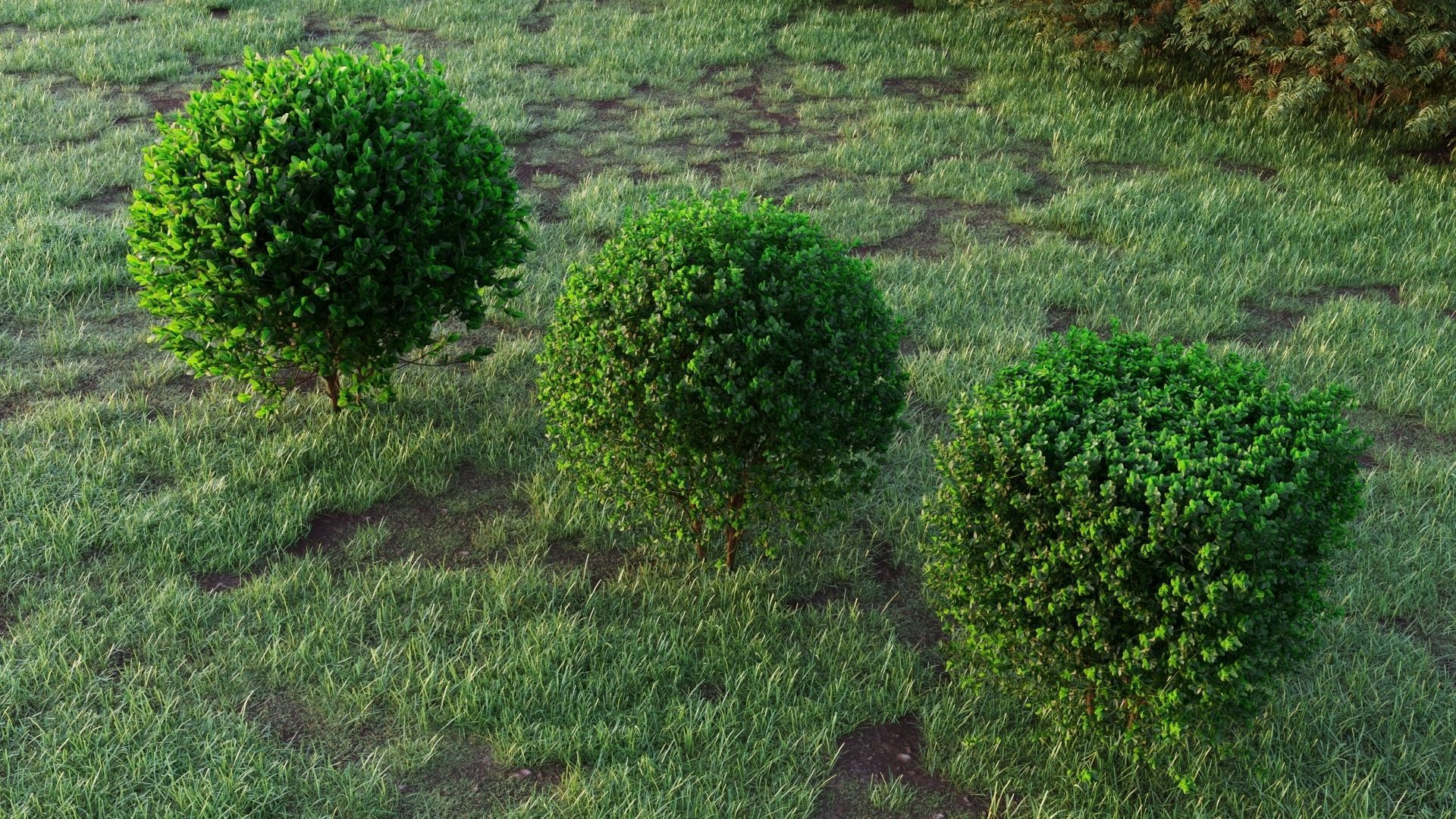Buxus 3D model_3
