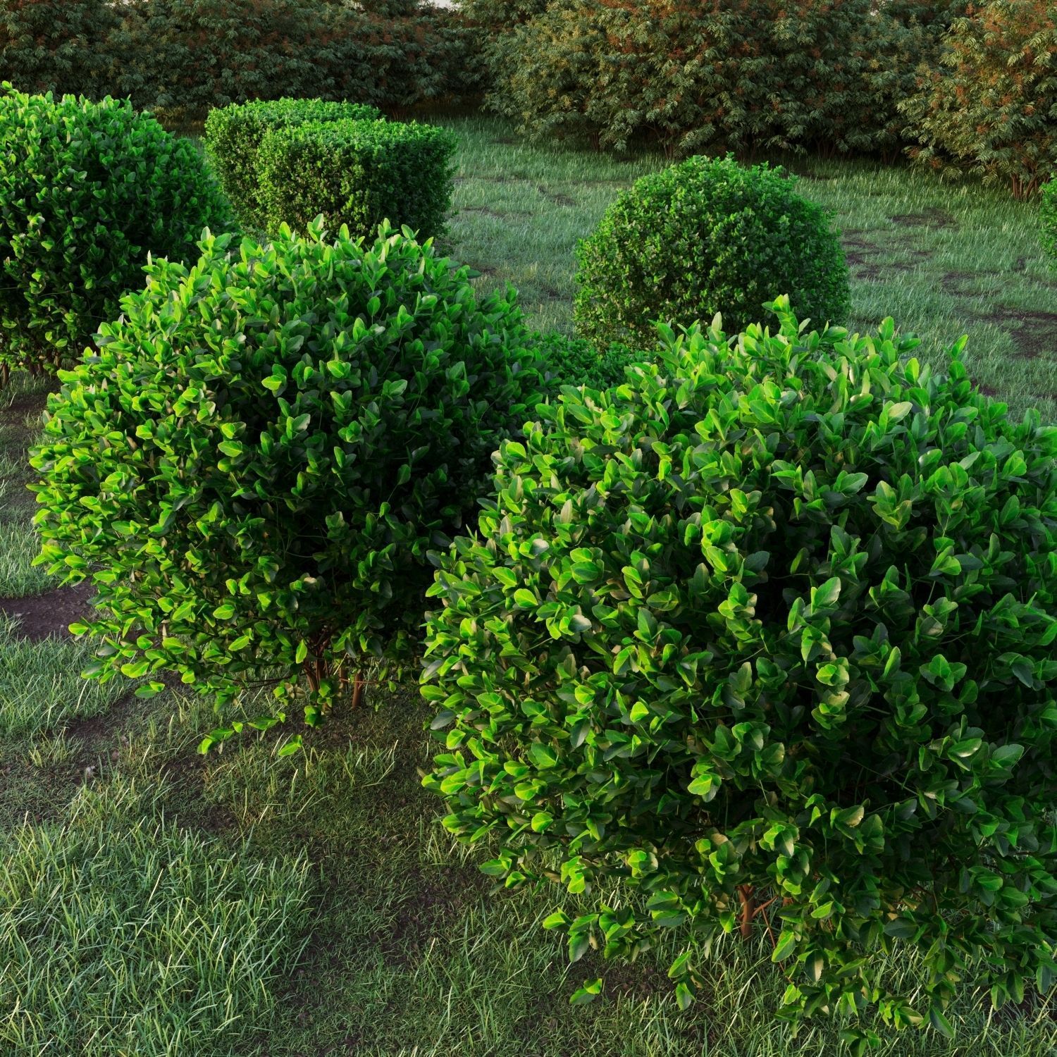 Buxus 3D model_2