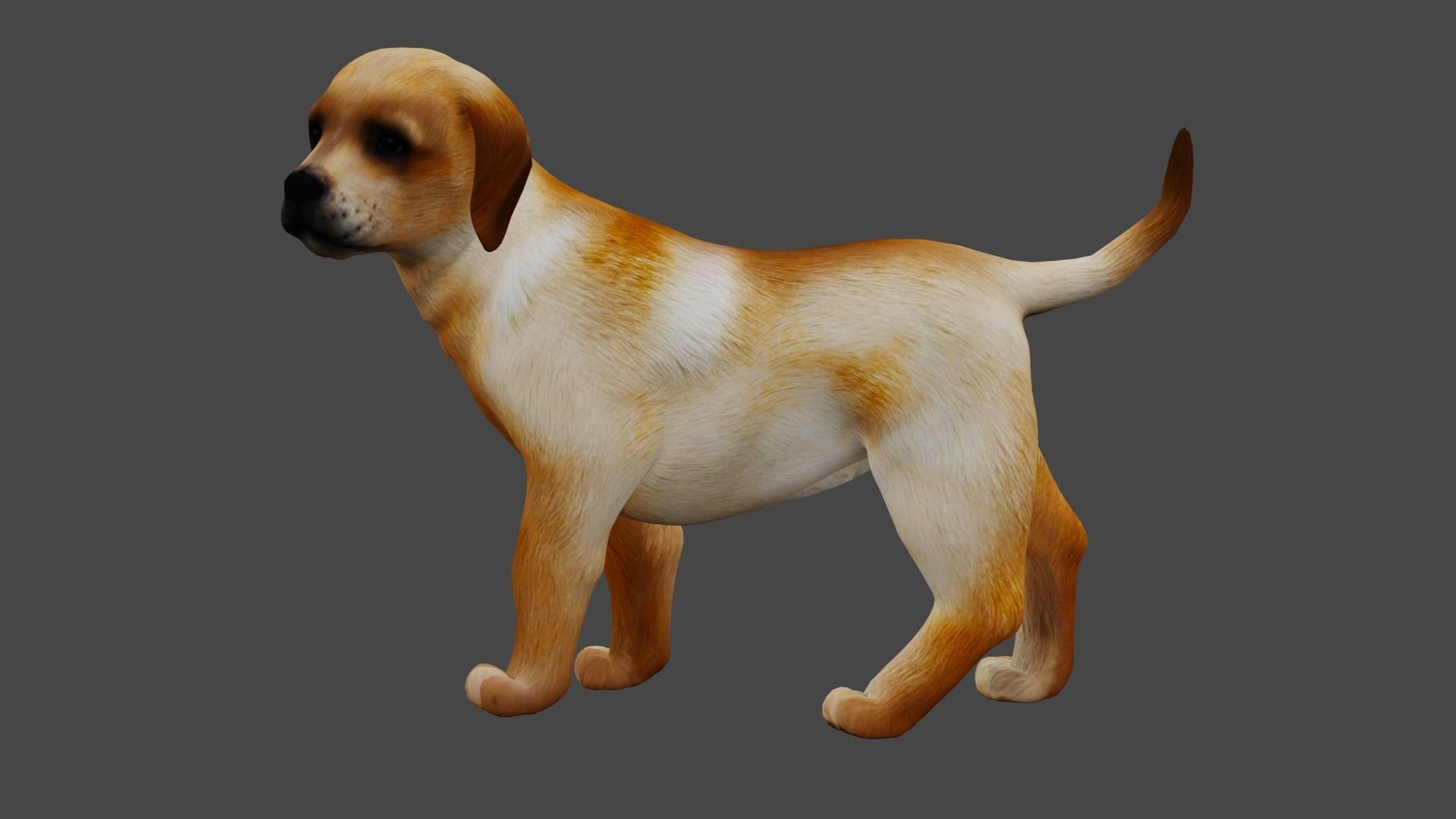 Dog X1 Low-poly 3D model_3
