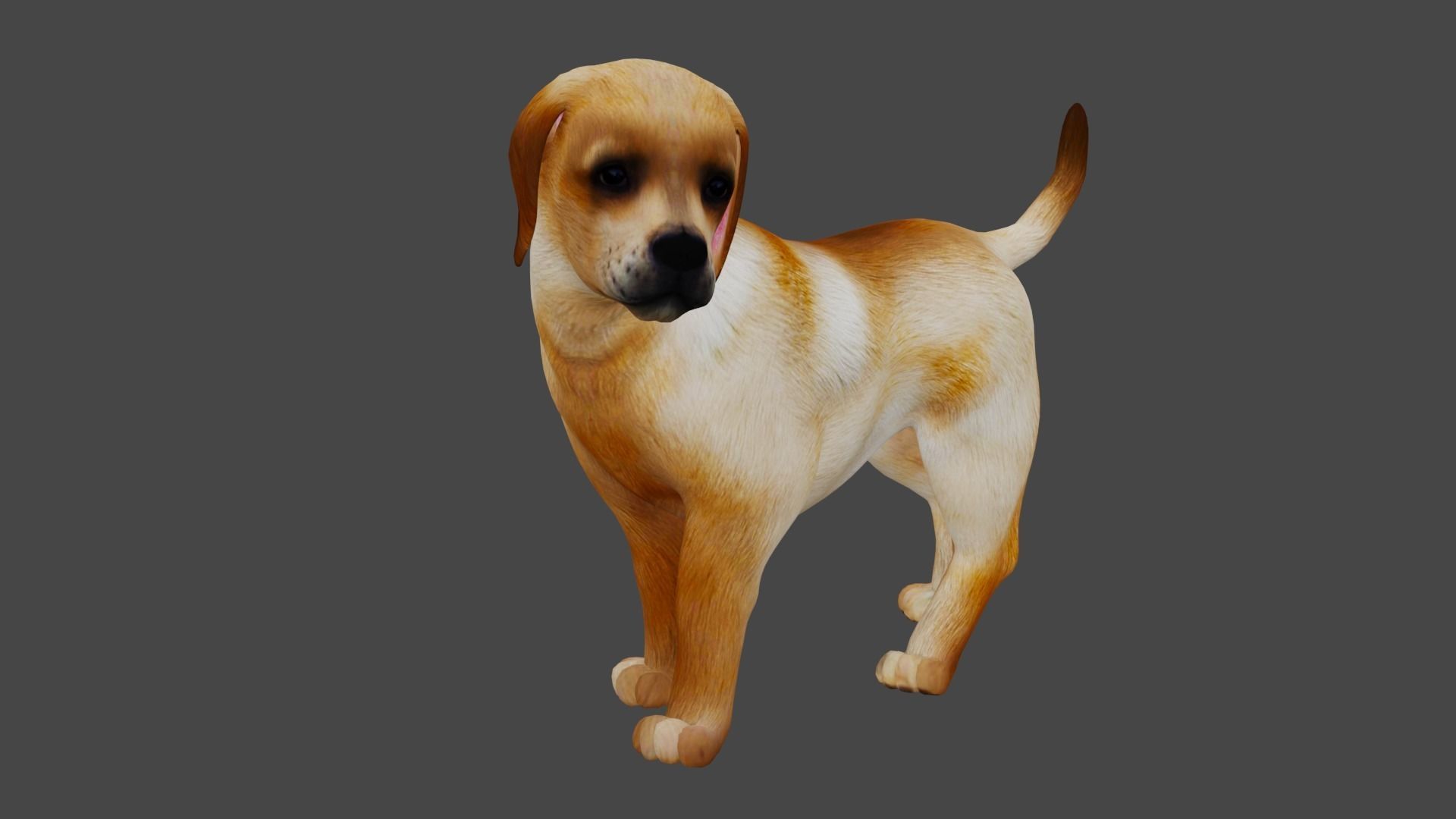 Dog X1 Low-poly 3D model_2