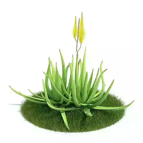 Aloe Vera  Greenish Ayurvedic Aloe Vera 3D model